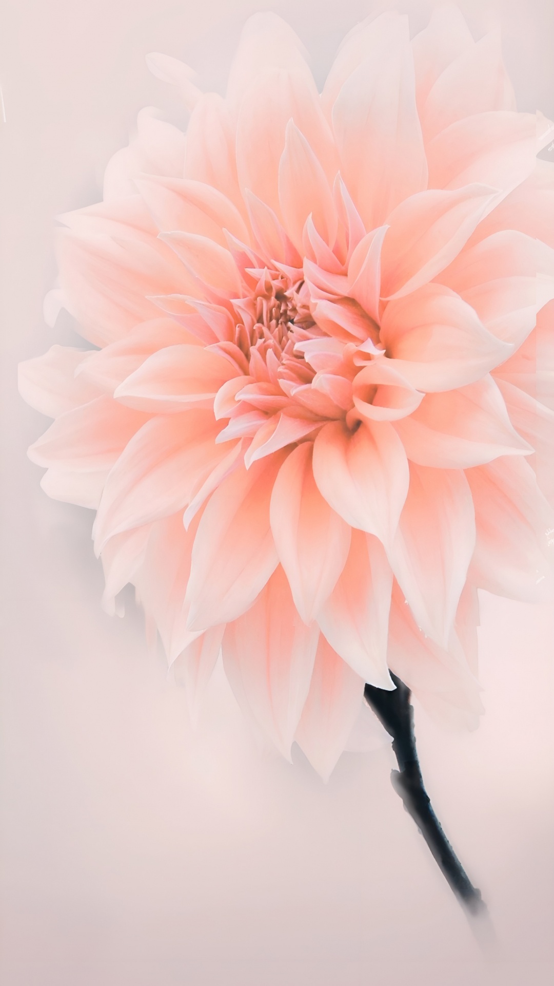 Обои цветы, розовый, Ботанический сад Джиндай, цветочный дизайн, цветковое растение в разрешении 1080x1920