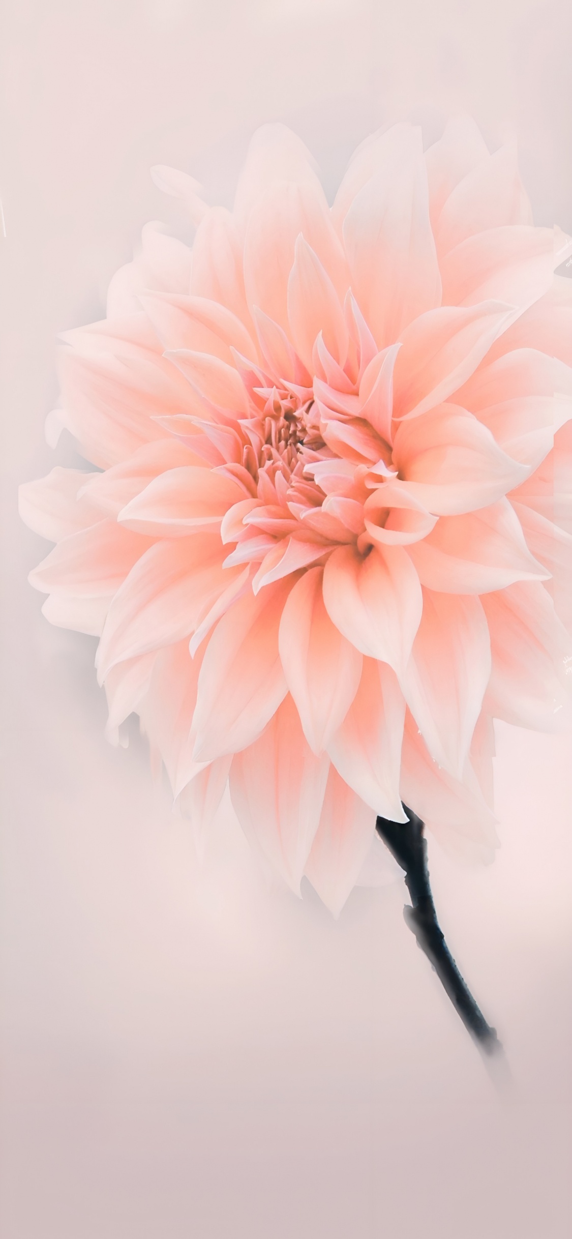 Обои цветы, розовый, Ботанический сад Джиндай, цветочный дизайн, цветковое растение в разрешении 1125x2436