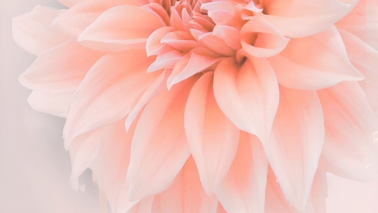 Обои цветы, розовый, Ботанический сад Джиндай, цветочный дизайн, цветковое растение в разрешении 1280x720