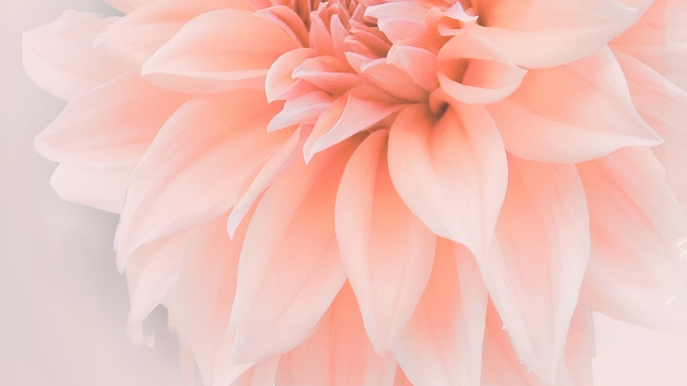 Обои цветы, розовый, Ботанический сад Джиндай, цветочный дизайн, цветковое растение в разрешении 1366x768