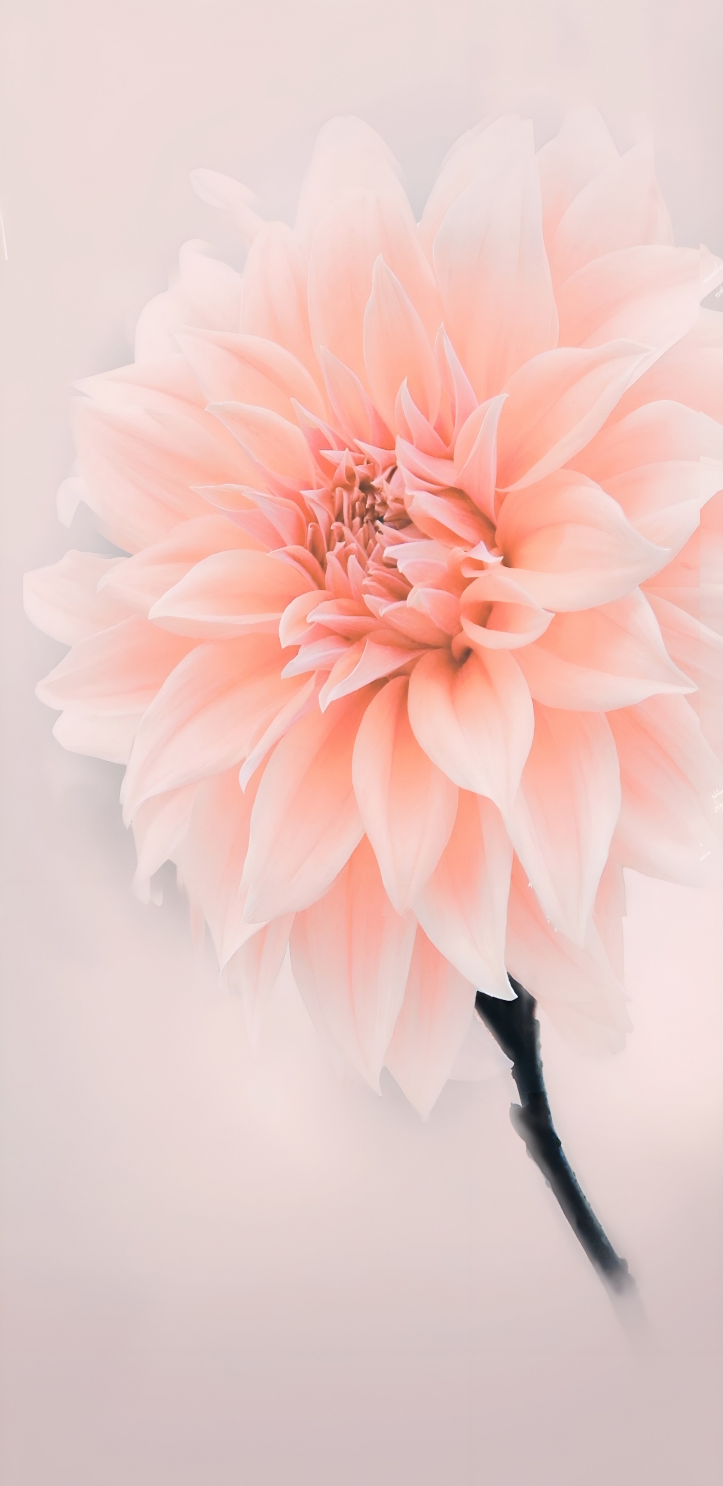 Обои цветы, розовый, Ботанический сад Джиндай, цветочный дизайн, цветковое растение в разрешении 1440x2960