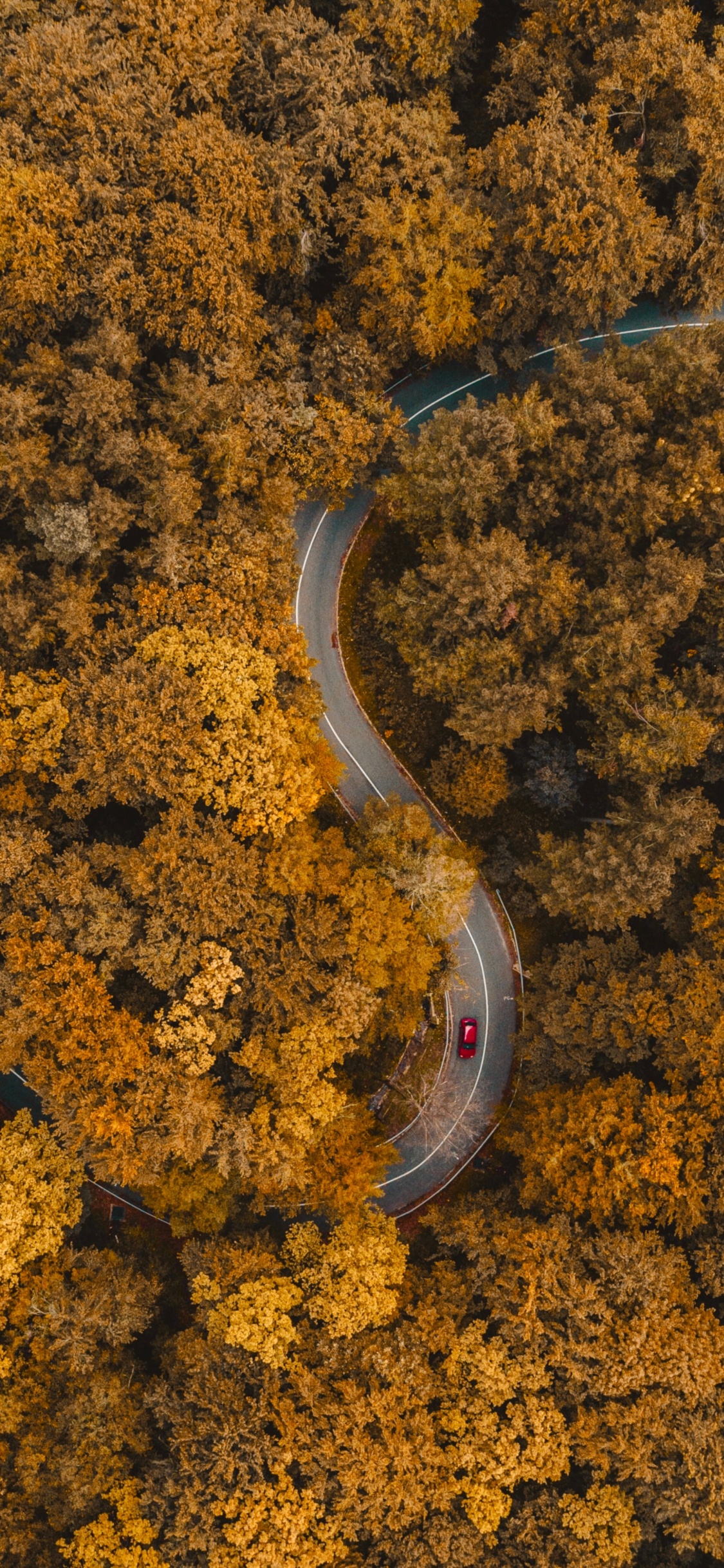 Обои почва, Янтарь, асфальт, дорожное покрытие, природный ландшафт в разрешении 1125x2436