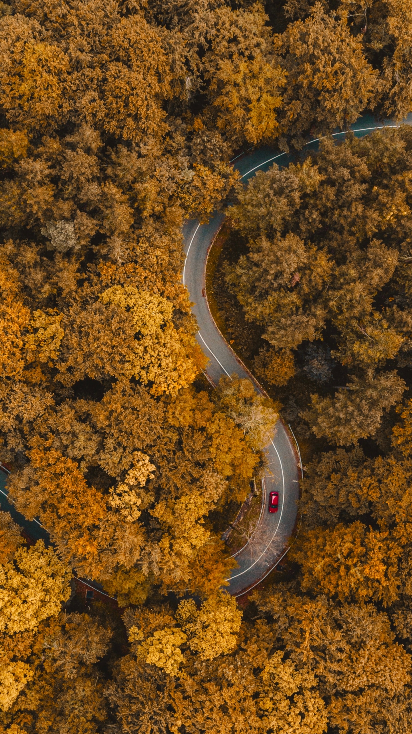 Обои почва, Янтарь, асфальт, дорожное покрытие, природный ландшафт в разрешении 1440x2560