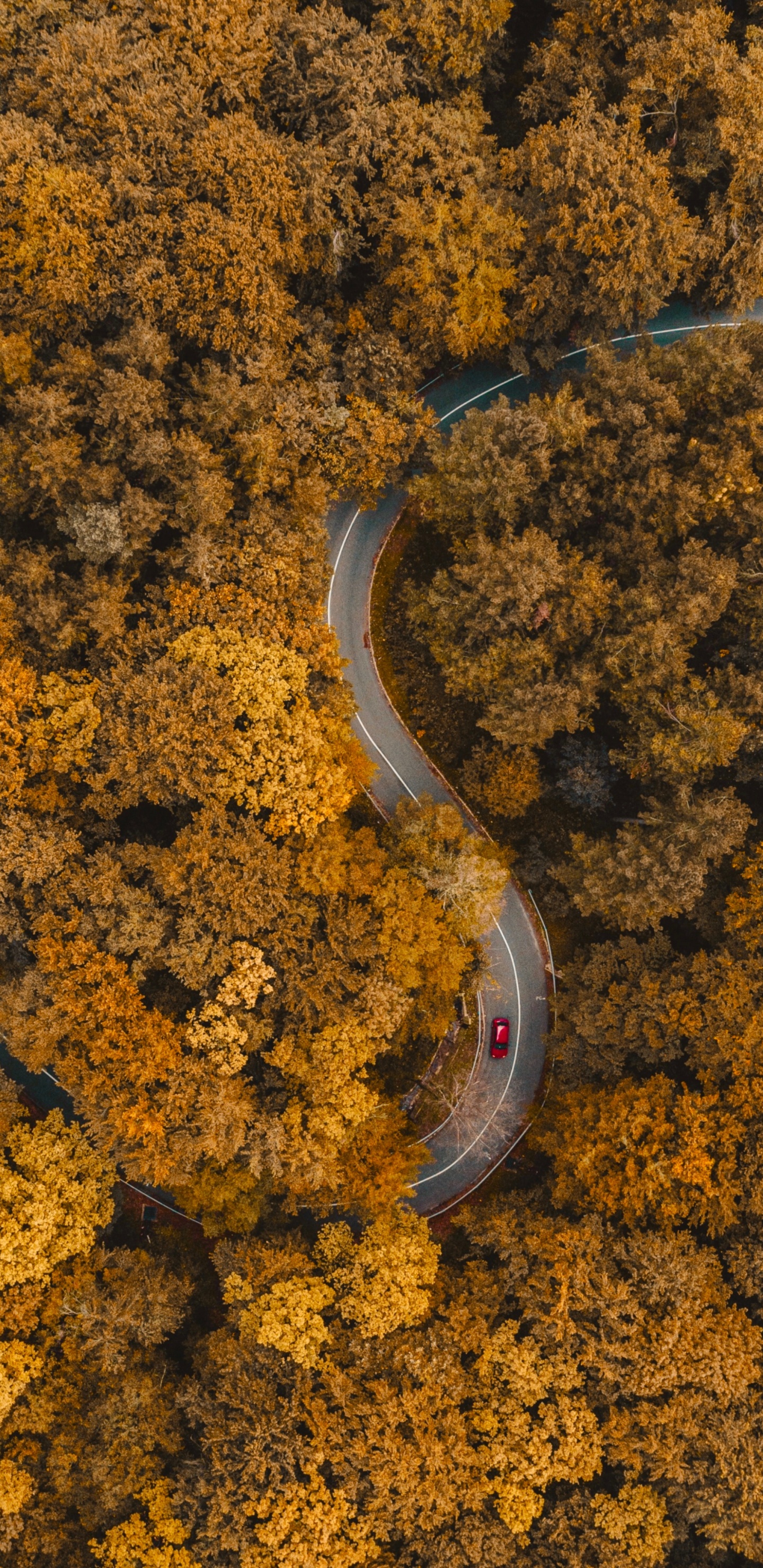 Обои почва, Янтарь, асфальт, дорожное покрытие, природный ландшафт в разрешении 1440x2960