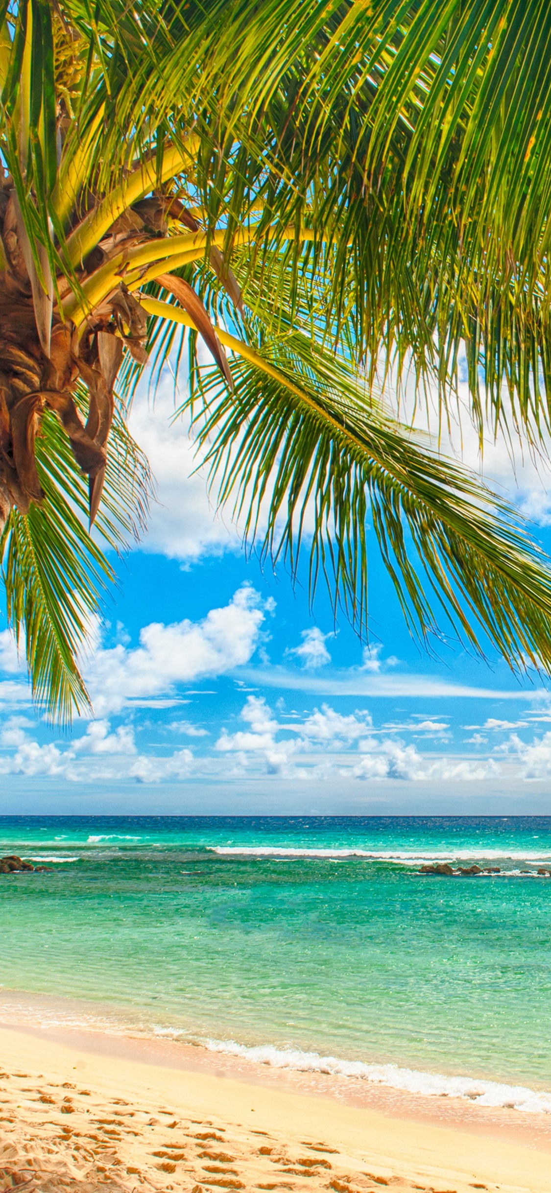 Обои пляж, берег, океан, море, тропическая зона в разрешении 1125x2436