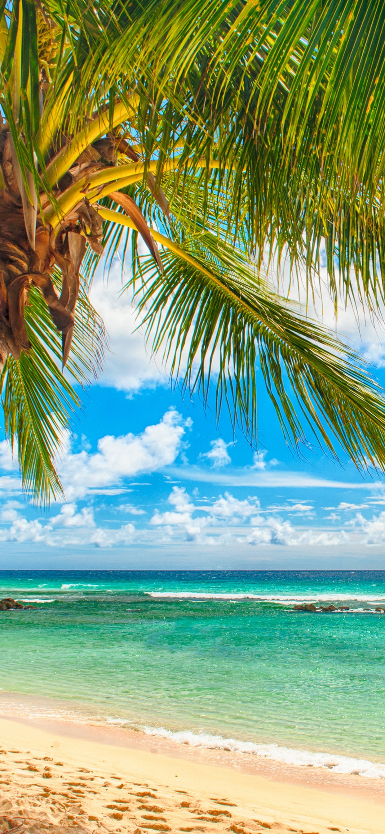 Обои пляж, берег, океан, море, тропическая зона в разрешении 1242x2688