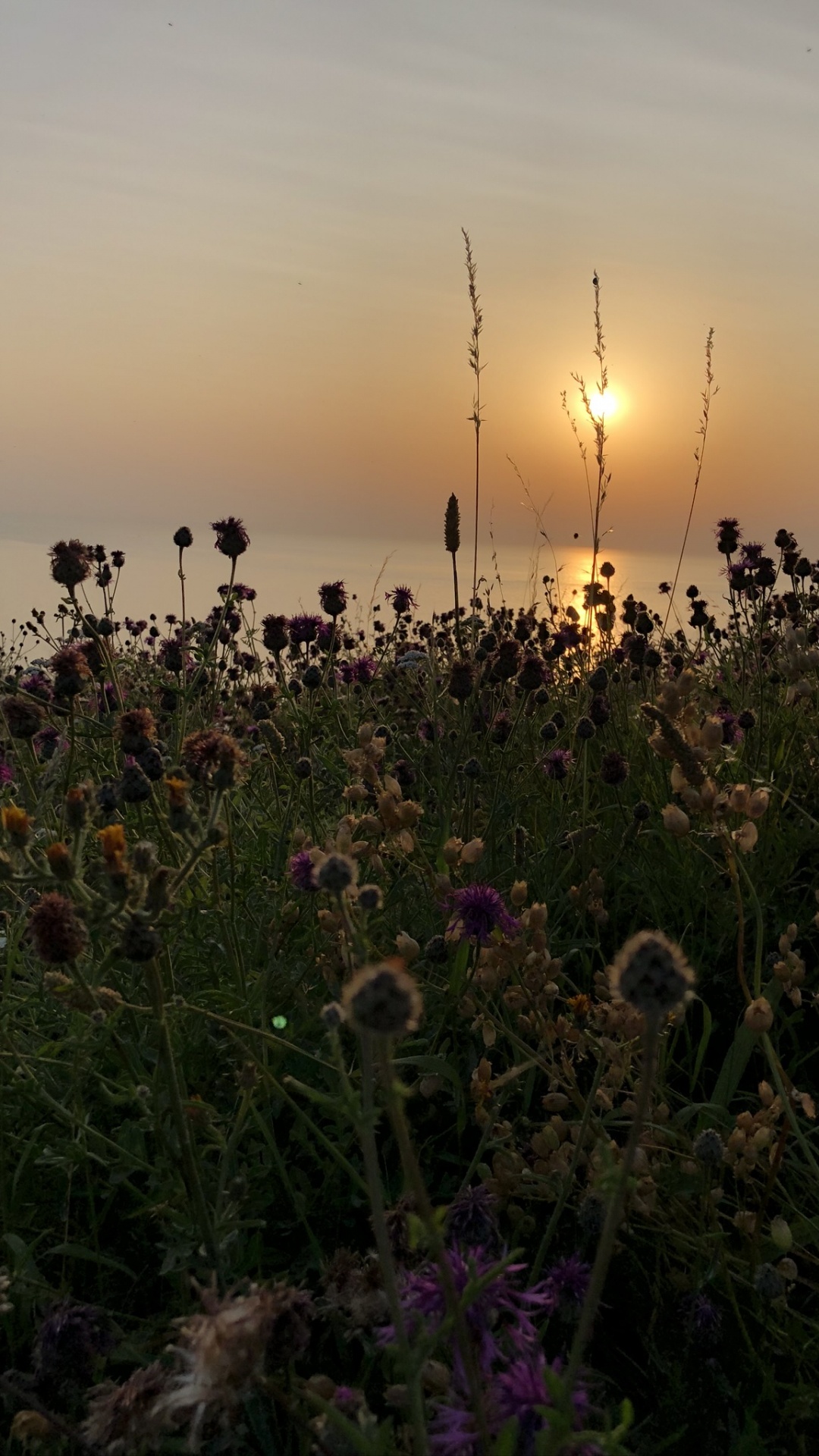 Обои растительность, окружающая среда, растительное сообщество, природный ландшафт, закат в разрешении 1080x1920