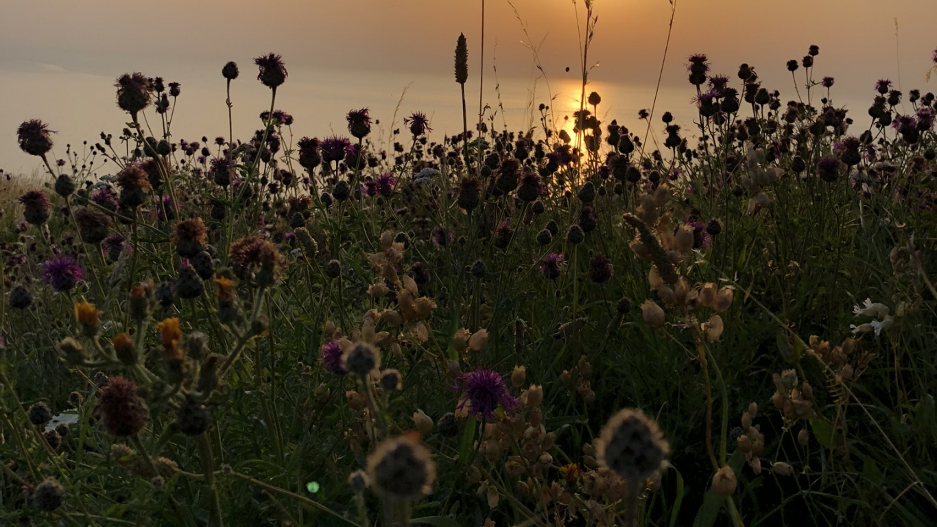 Обои растительность, окружающая среда, растительное сообщество, природный ландшафт, закат в разрешении 1366x768