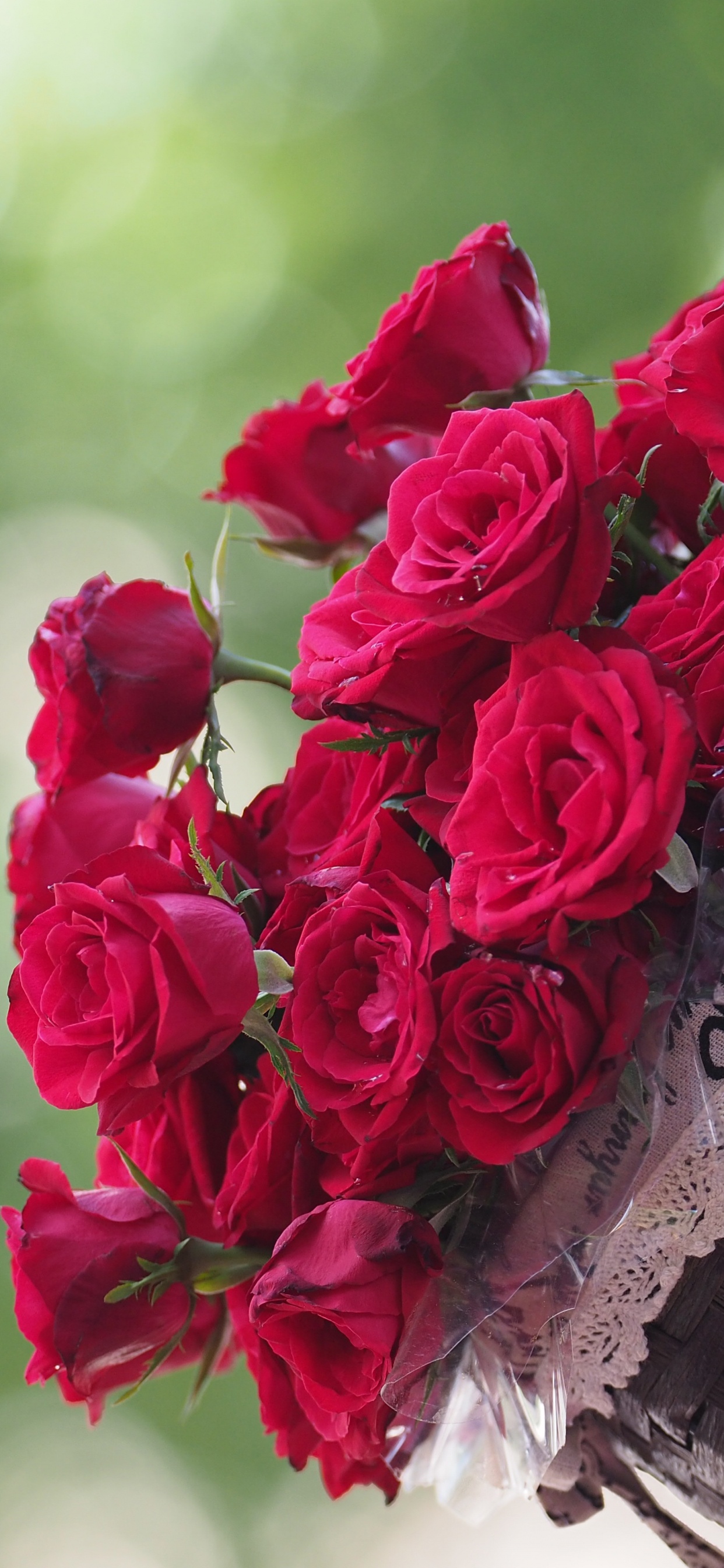 Обои сад роз, цветок, Роза, растение, лепесток в разрешении 1242x2688