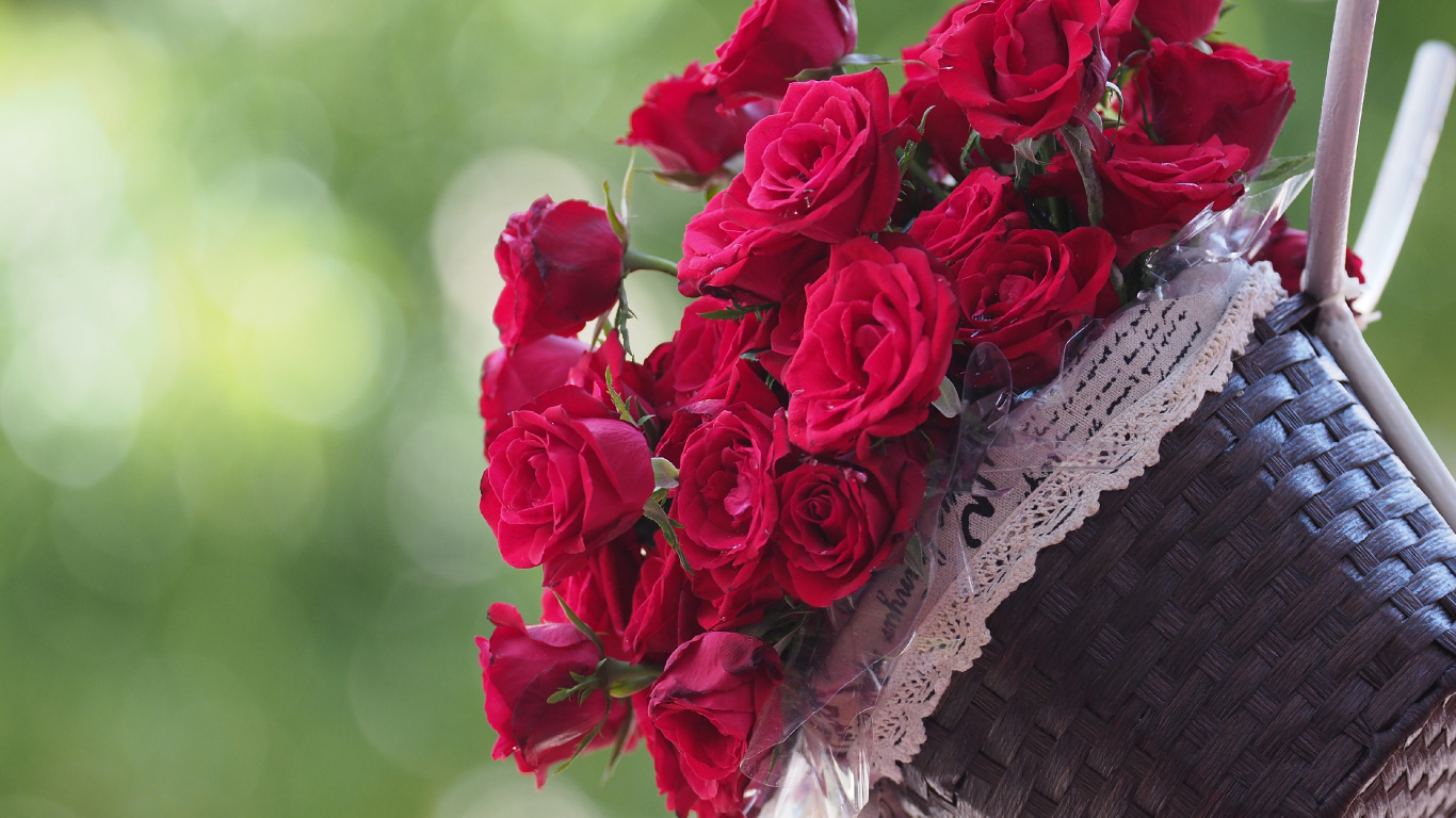 Обои сад роз, цветок, Роза, растение, лепесток в разрешении 1366x768