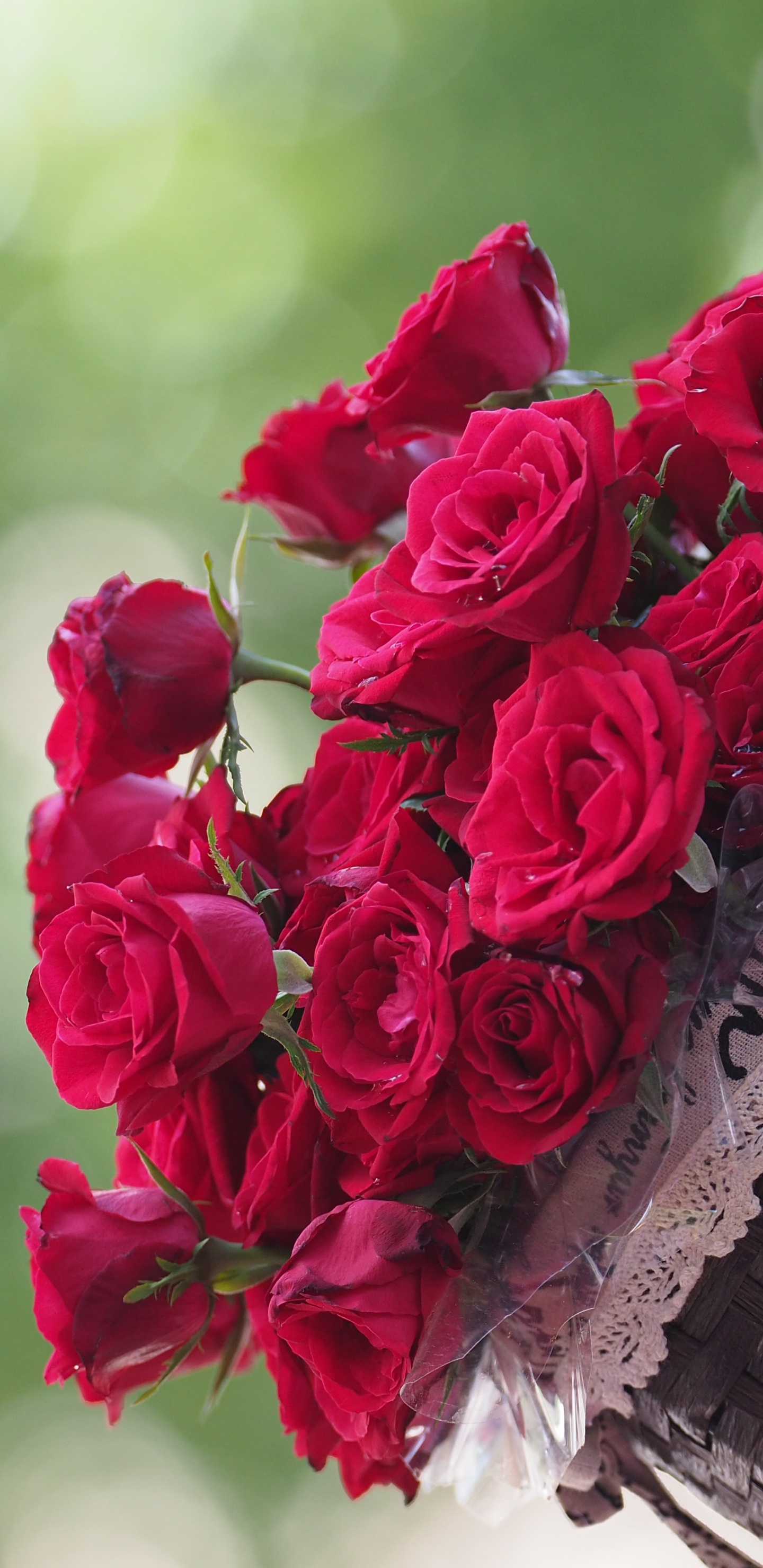 Обои сад роз, цветок, Роза, растение, лепесток в разрешении 1440x2960