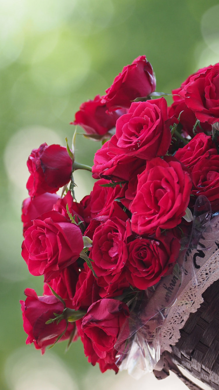 Обои сад роз, цветок, Роза, растение, лепесток в разрешении 750x1334