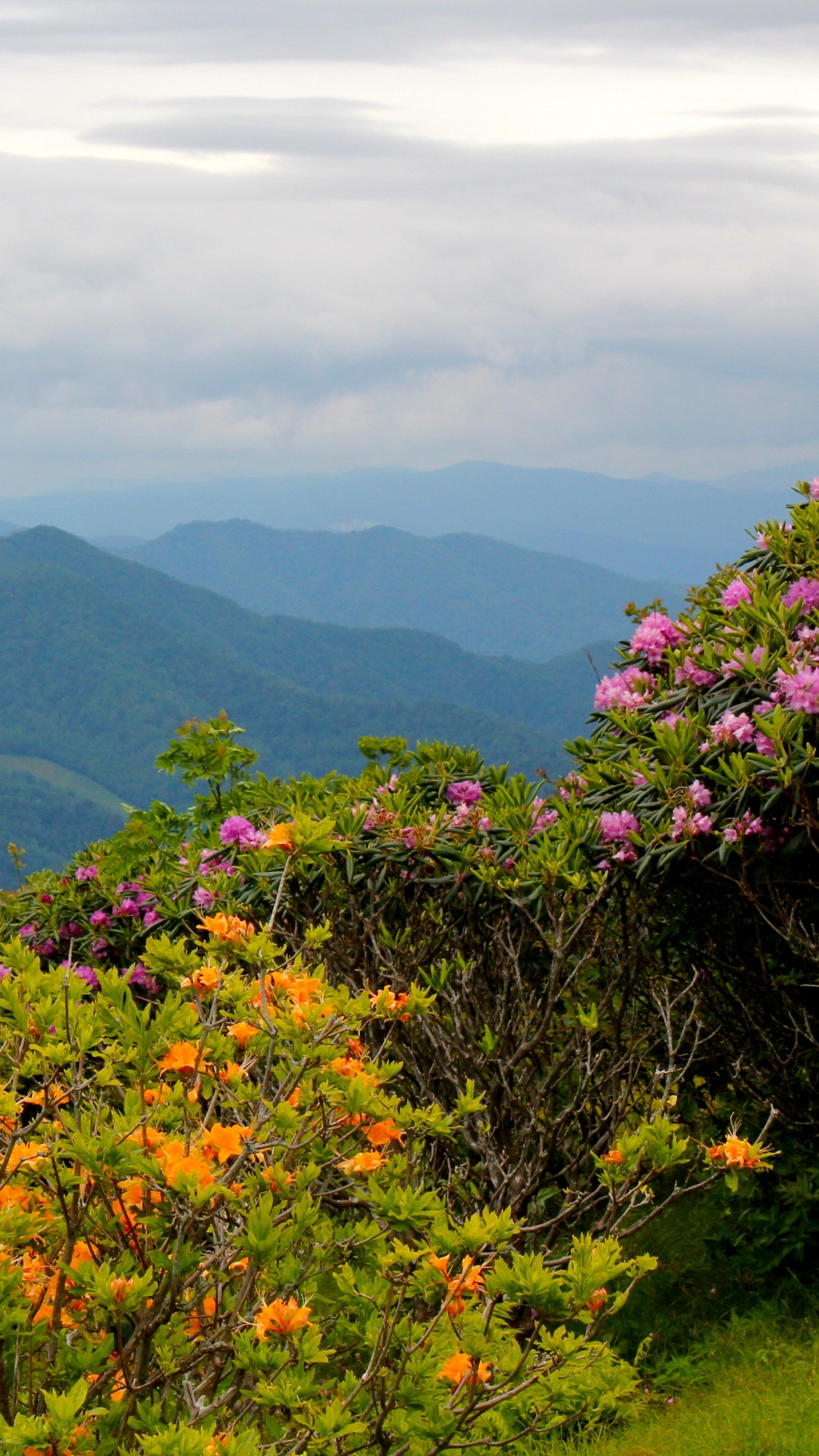 Обои Северная Каролина, растительность, природа, горный рельеф, горная станция в разрешении 1080x1920