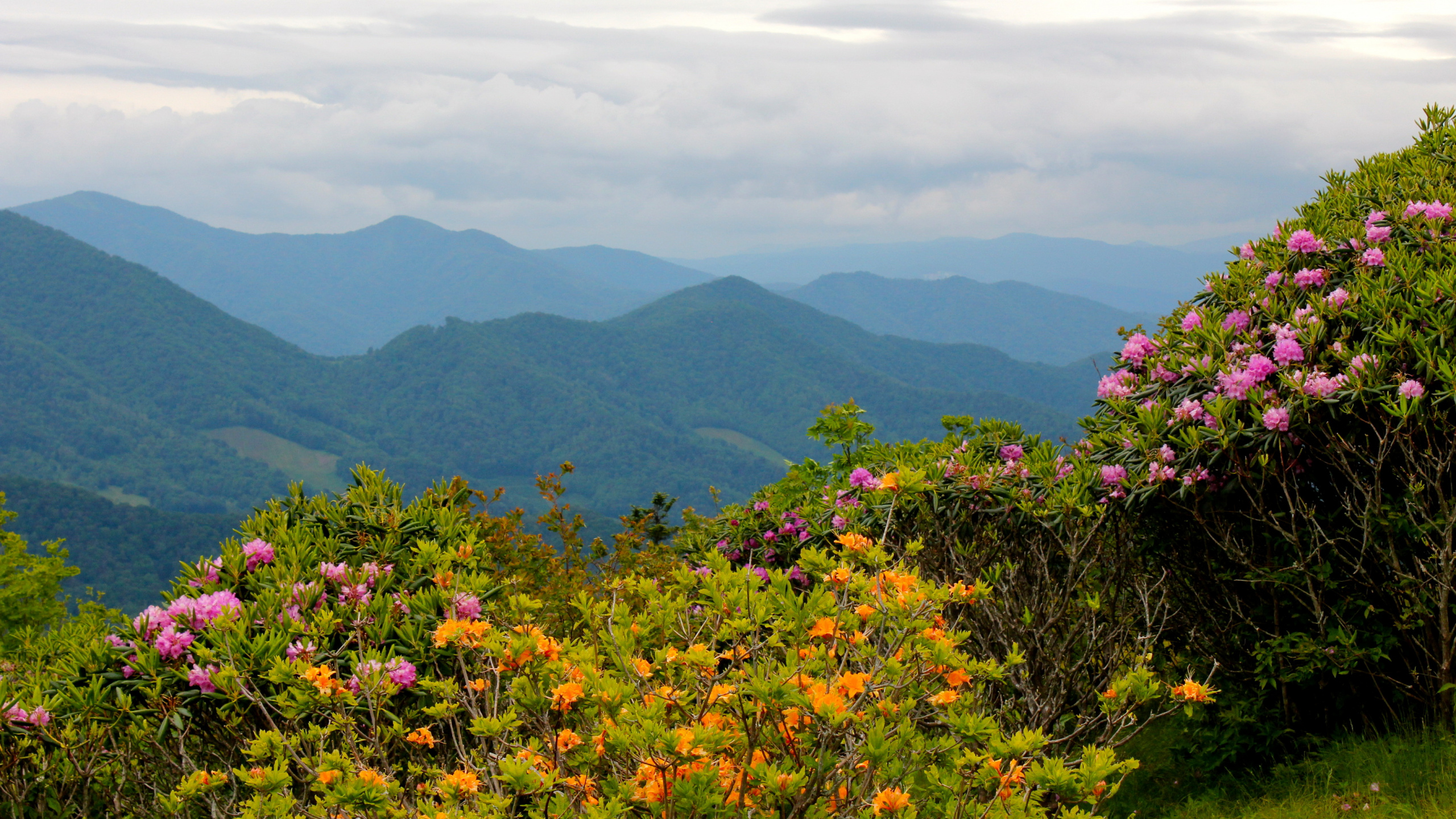Обои Северная Каролина, растительность, природа, горный рельеф, горная станция в разрешении 2560x1440