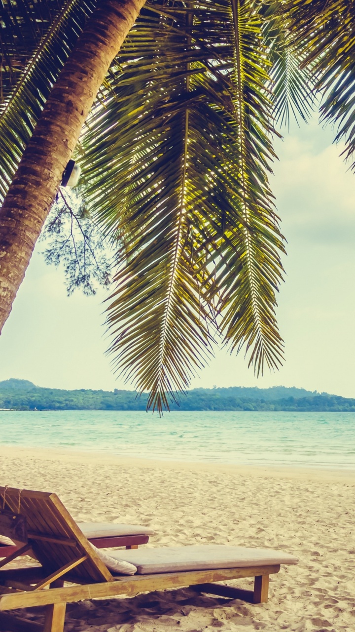 Обои пляж, отпуск, тропическая зона, Пальма, Карибский бассейн в разрешении 720x1280