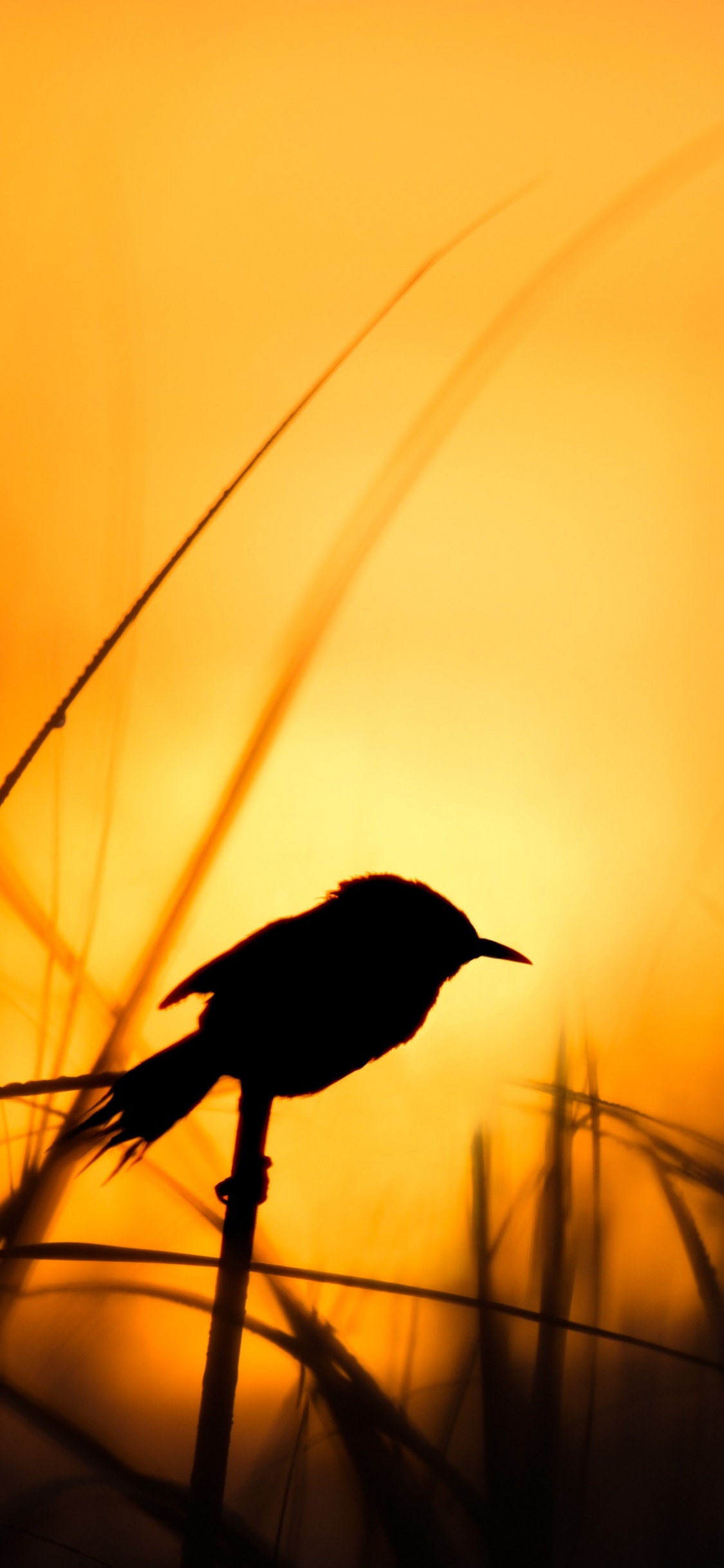 Обои восход солнца, закат, силуэт, Апельсин, желтый в разрешении 1125x2436