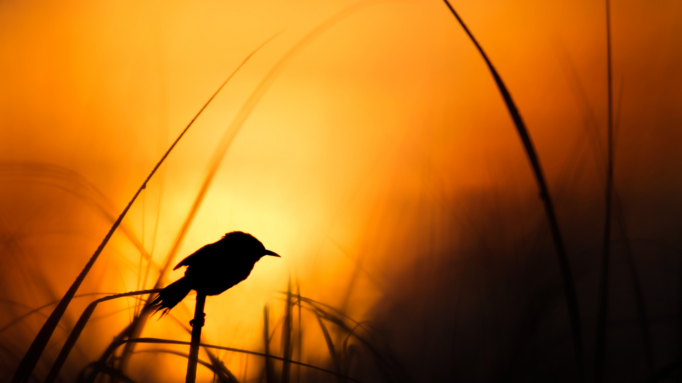 Обои восход солнца, закат, силуэт, Апельсин, желтый в разрешении 1366x768