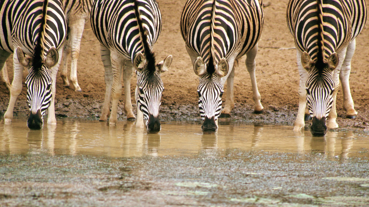 Обои зебра, масаи Мара, сафари, живая природа, наземные животные в разрешении 1280x720