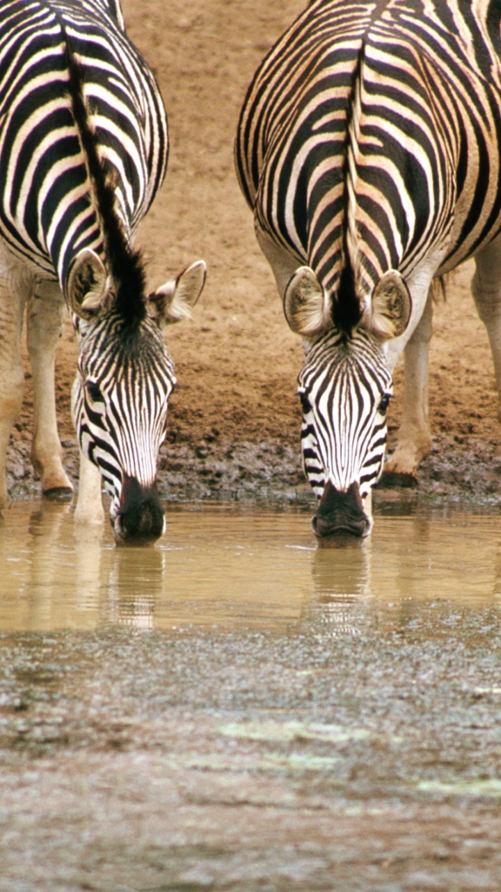 Обои зебра, масаи Мара, сафари, живая природа, наземные животные в разрешении 720x1280