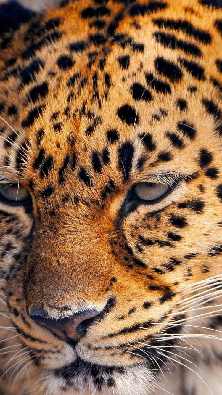 Обои Ягуар, Гепард, большая кошка, снежный Барс, наземные животные в разрешении 750x1334