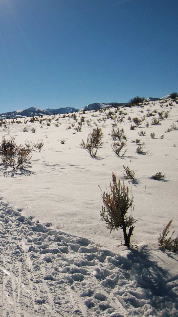 Обои снег, дерево, дикая местность, замораживание, облако в разрешении 720x1280
