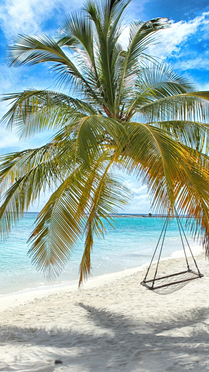 Обои пляж, море, дерево, тропическая зона, природа в разрешении 720x1280