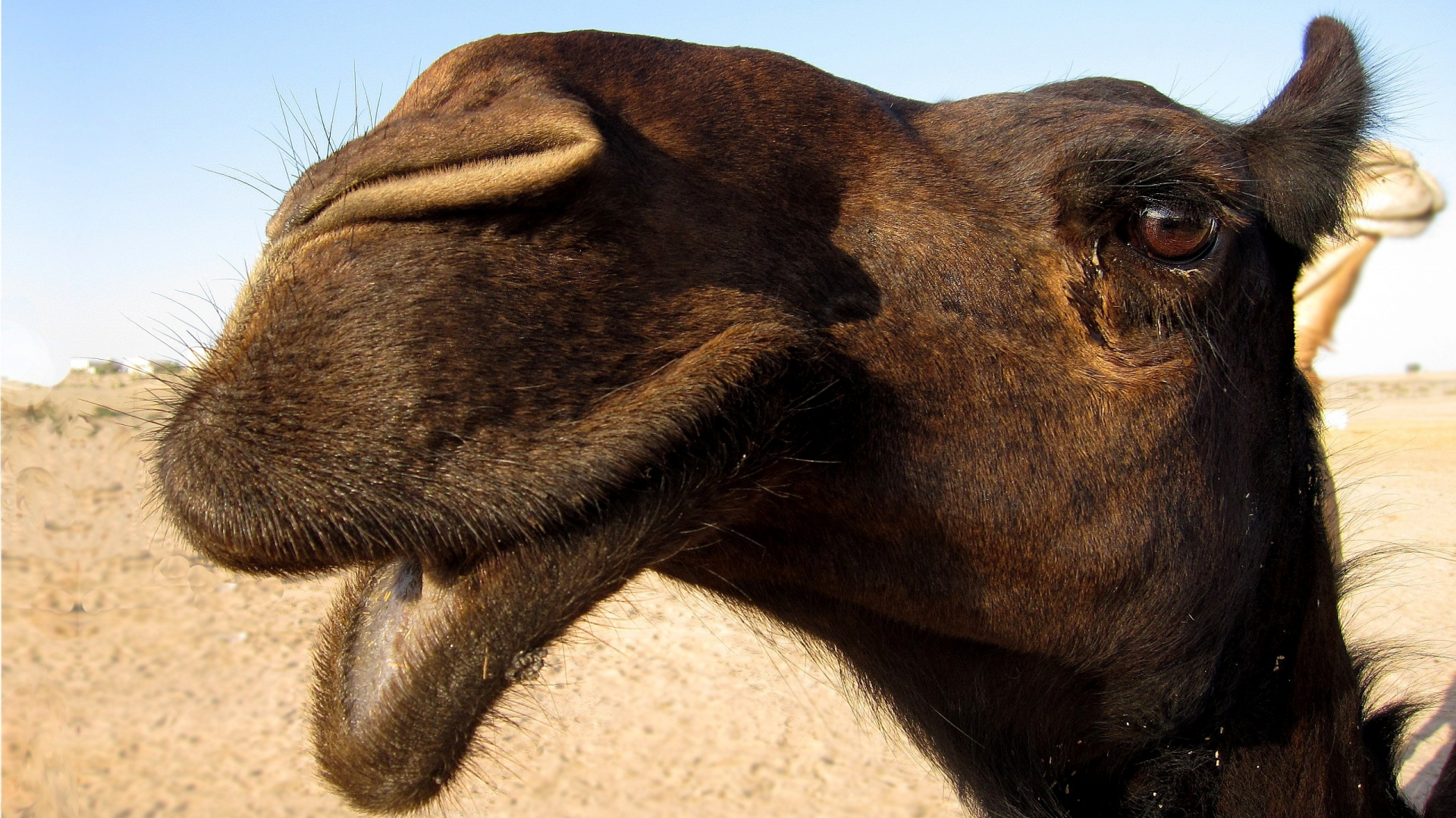 Обои арабский верблюд, наземные животные, морда, нос, рыло в разрешении 1920x1080