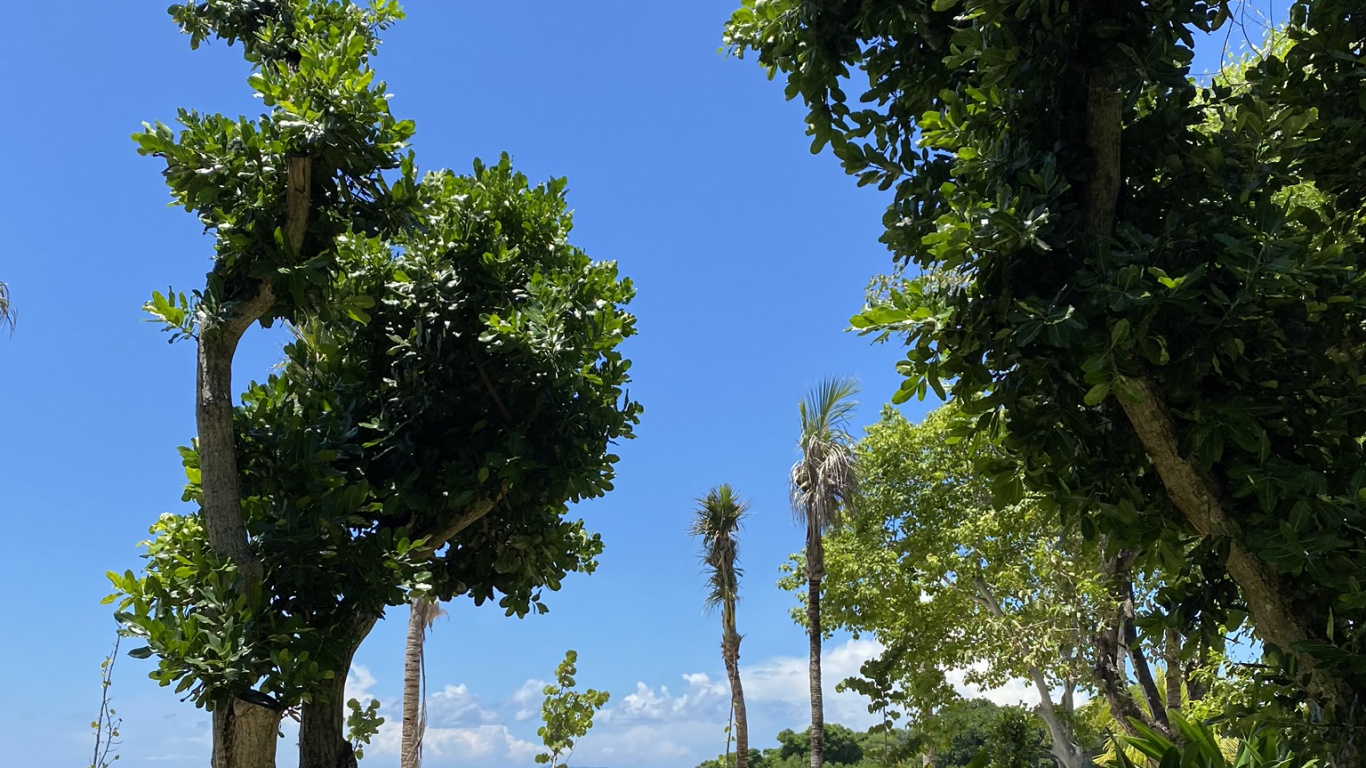 Обои растительность, пальмовые рощи, Ботанический сад, лист, мажорель синий в разрешении 1366x768
