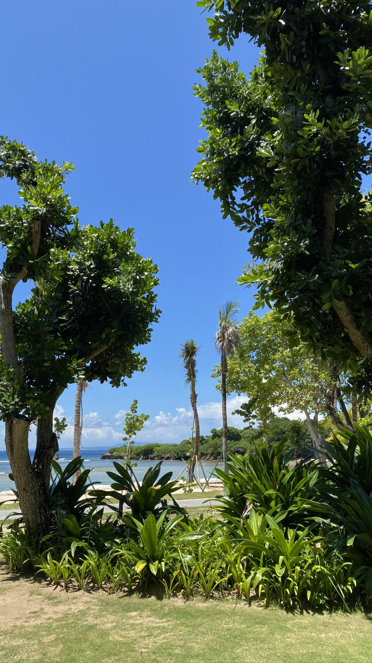 Обои растительность, пальмовые рощи, Ботанический сад, лист, мажорель синий в разрешении 750x1334