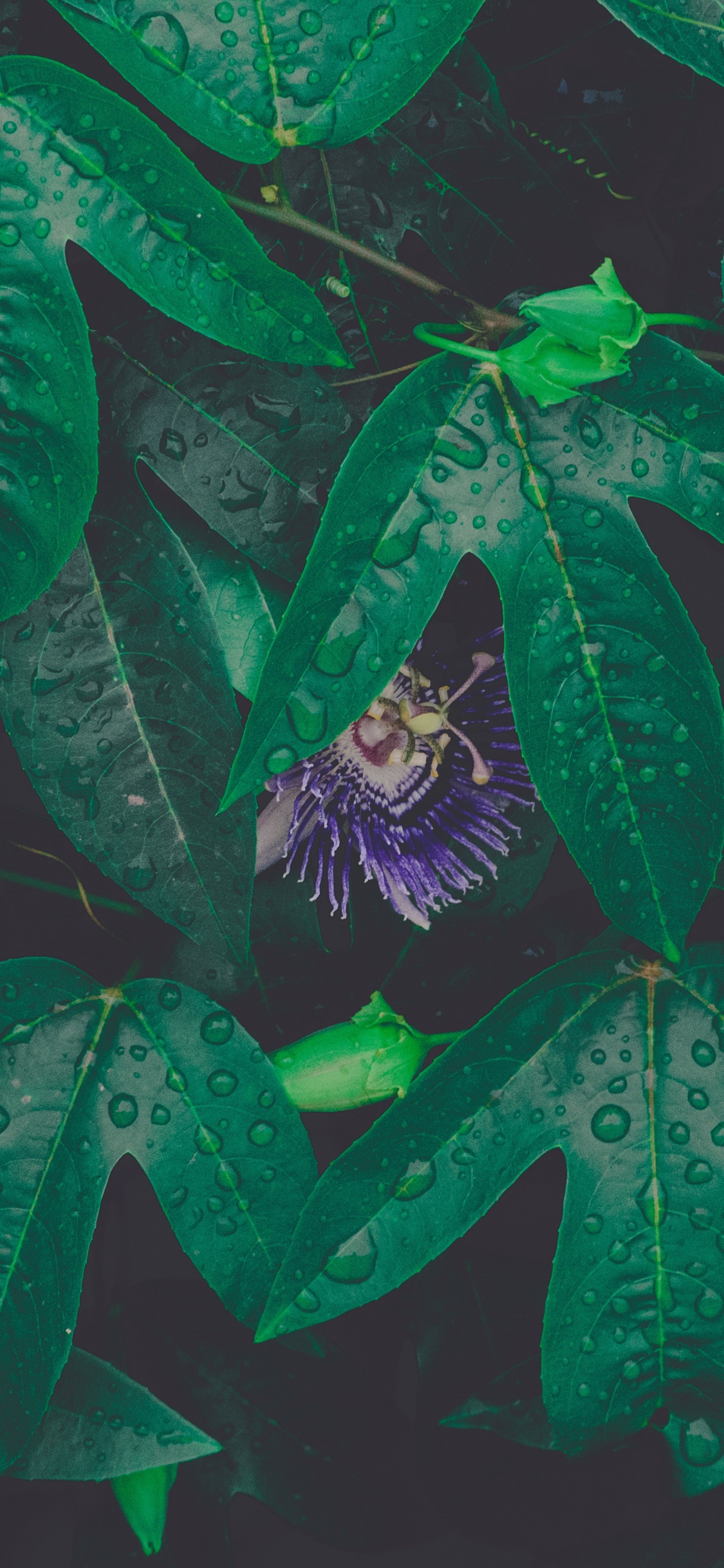 Обои лист, зеленый, роса, цветок, узор в разрешении 1125x2436