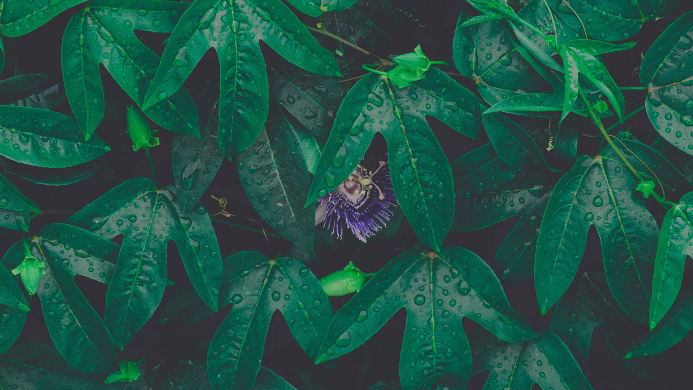 Обои лист, зеленый, роса, цветок, узор в разрешении 1366x768