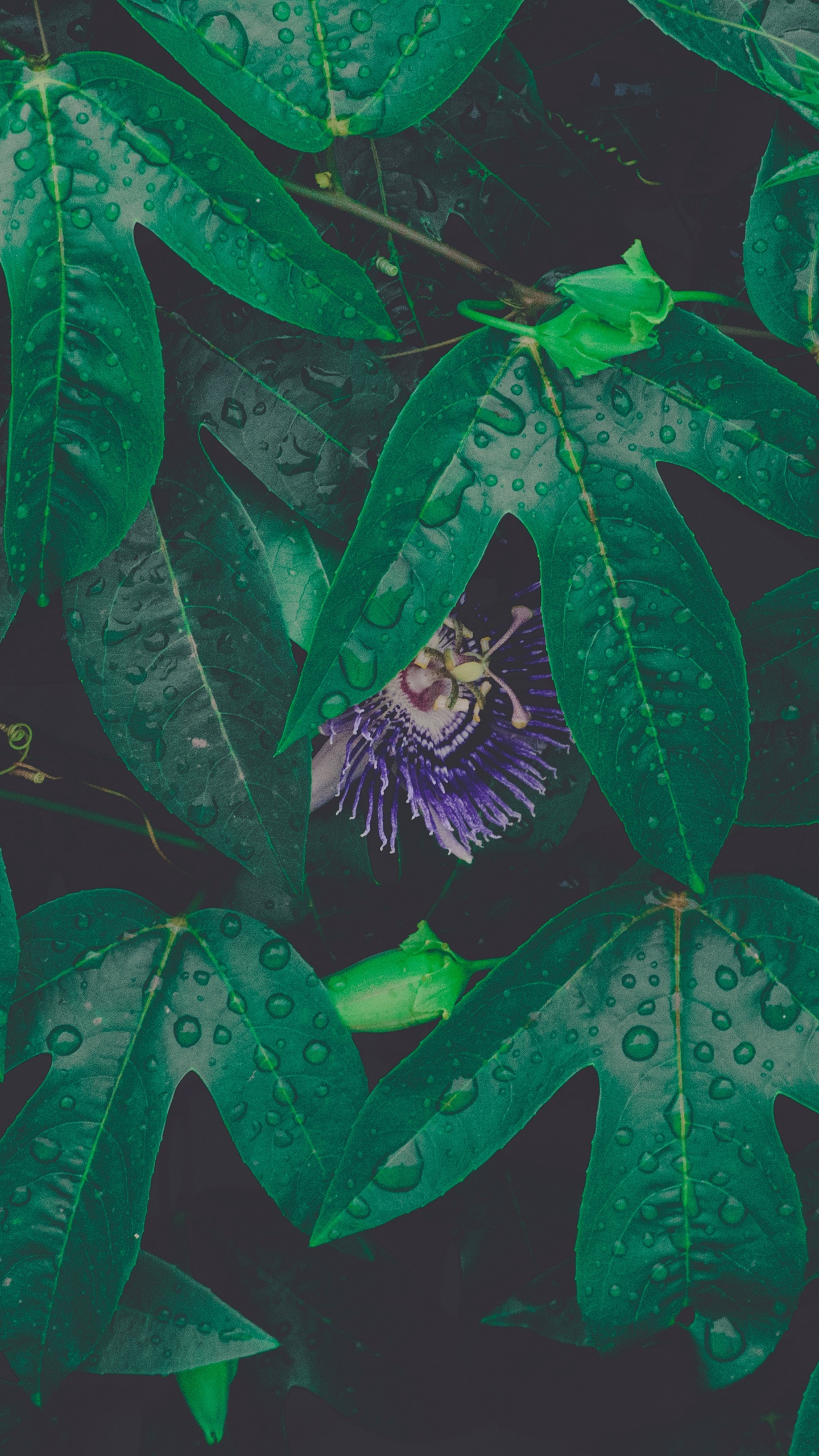 Обои лист, зеленый, роса, цветок, узор в разрешении 1440x2560