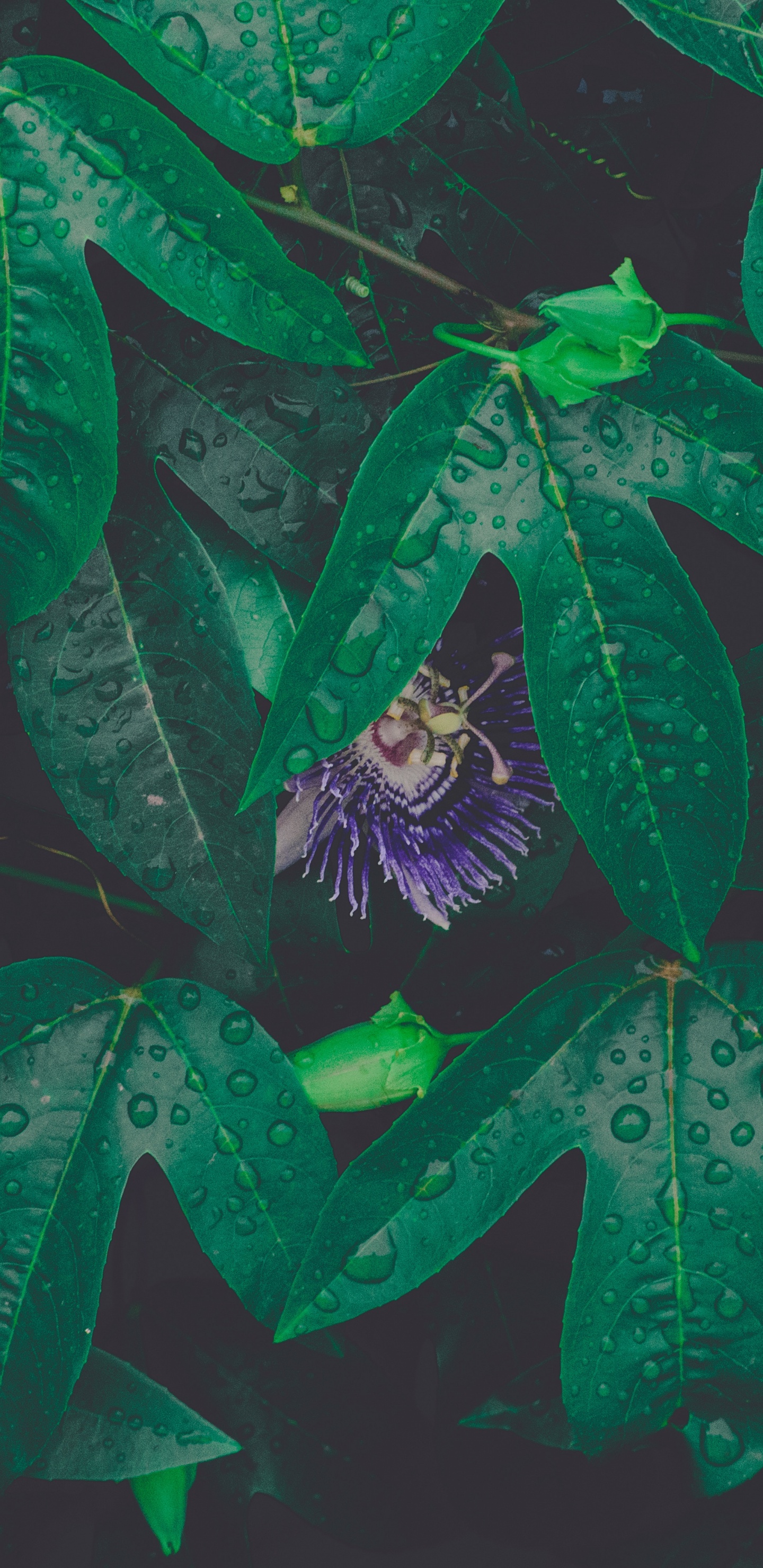 Обои лист, зеленый, роса, цветок, узор в разрешении 1440x2960