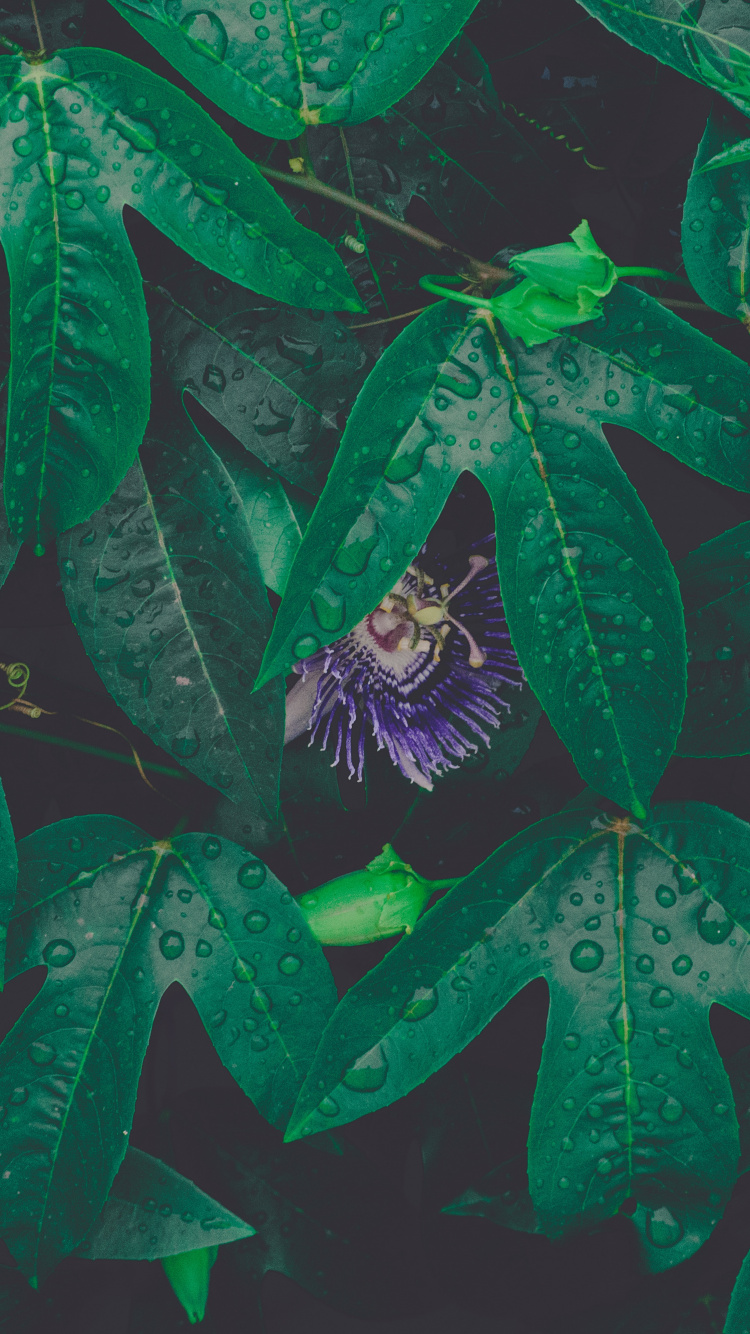 Обои лист, зеленый, роса, цветок, узор в разрешении 750x1334