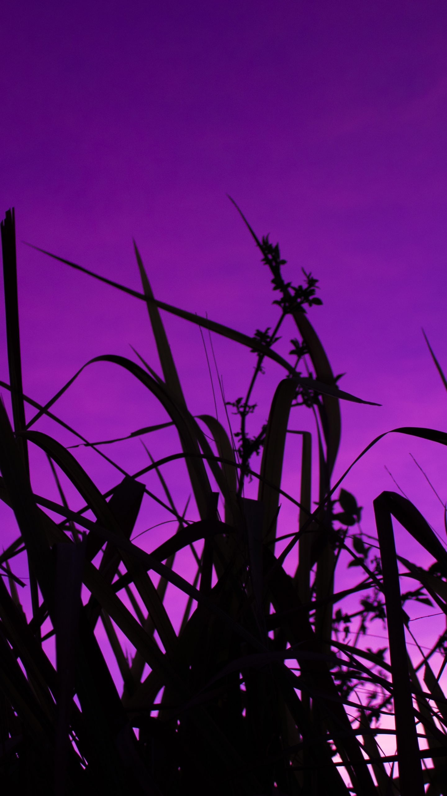 Обои силуэт, закат, стебель растения, восход солнца, растение в разрешении 1440x2560