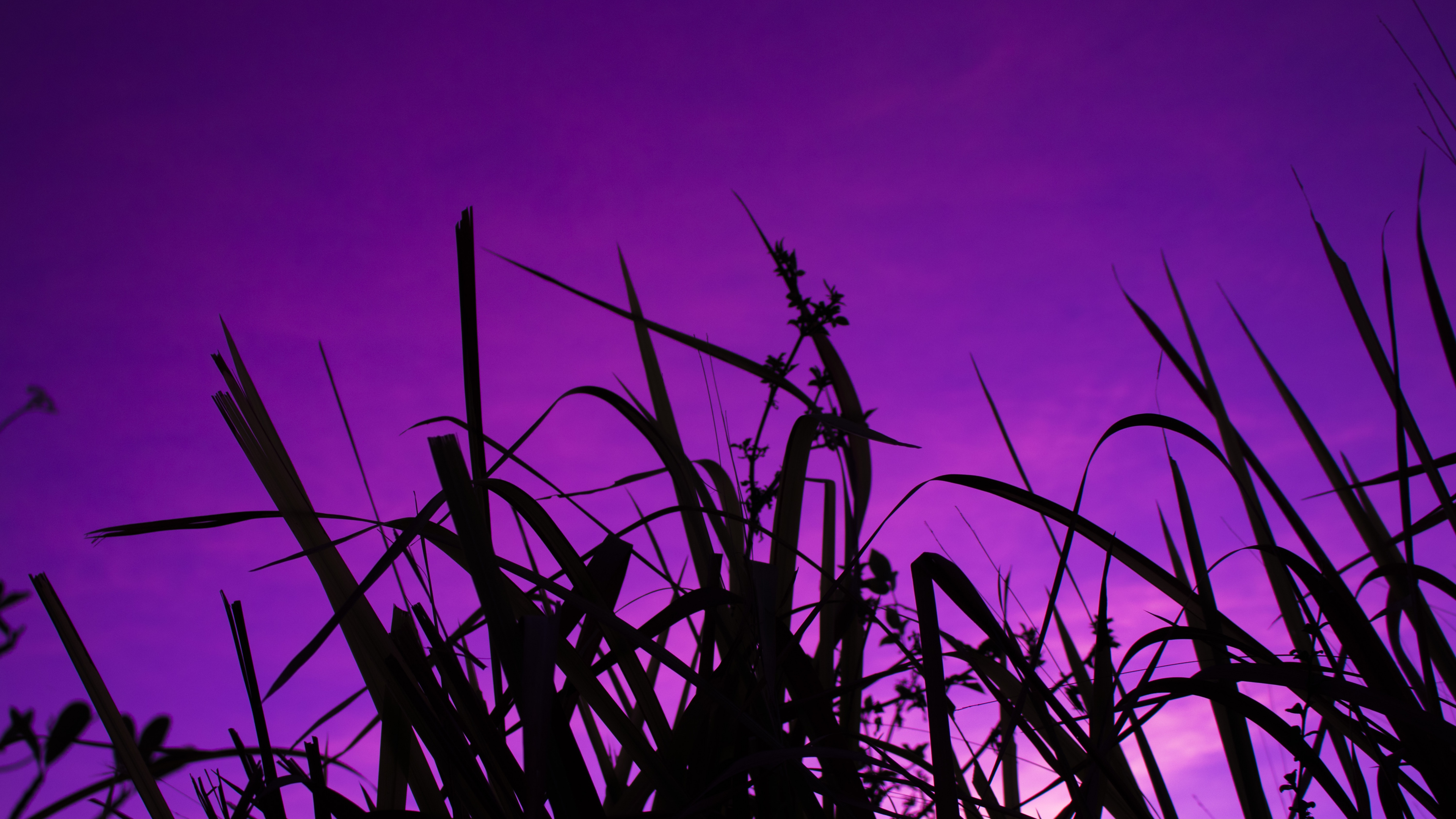 Обои силуэт, закат, стебель растения, восход солнца, растение в разрешении 3840x2160