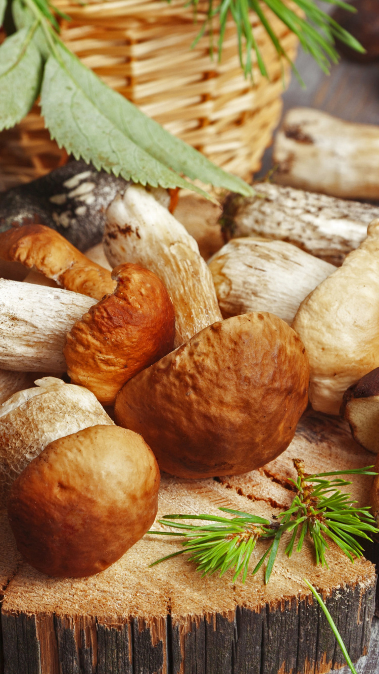 Обои грибной фестиваль, хвойные конуса, копеечные плюшки, пища, растение в разрешении 750x1334