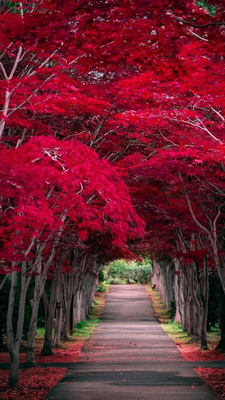 Обои природа, путешествие, растение, свет, лист в разрешении 750x1334