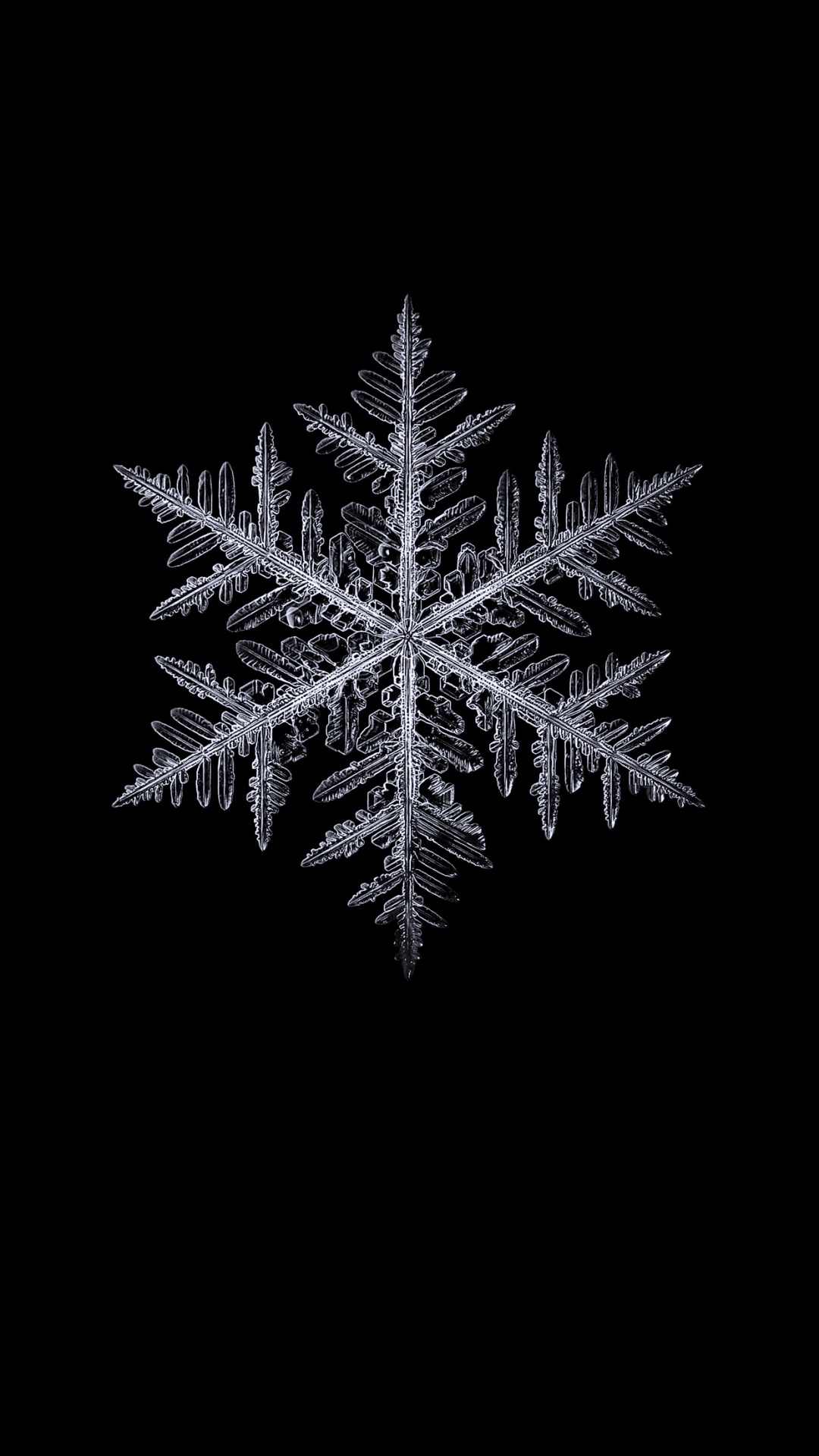 Обои черный и белый, растение, наземное растение, прут, вечнозеленое растение в разрешении 1080x1920