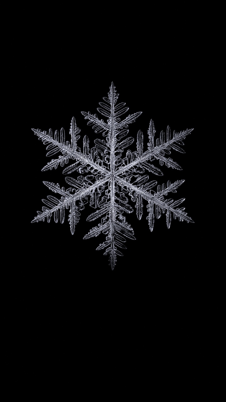 Обои черный и белый, растение, наземное растение, прут, вечнозеленое растение в разрешении 720x1280