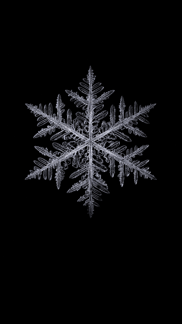 Обои черный и белый, растение, наземное растение, прут, вечнозеленое растение в разрешении 750x1334