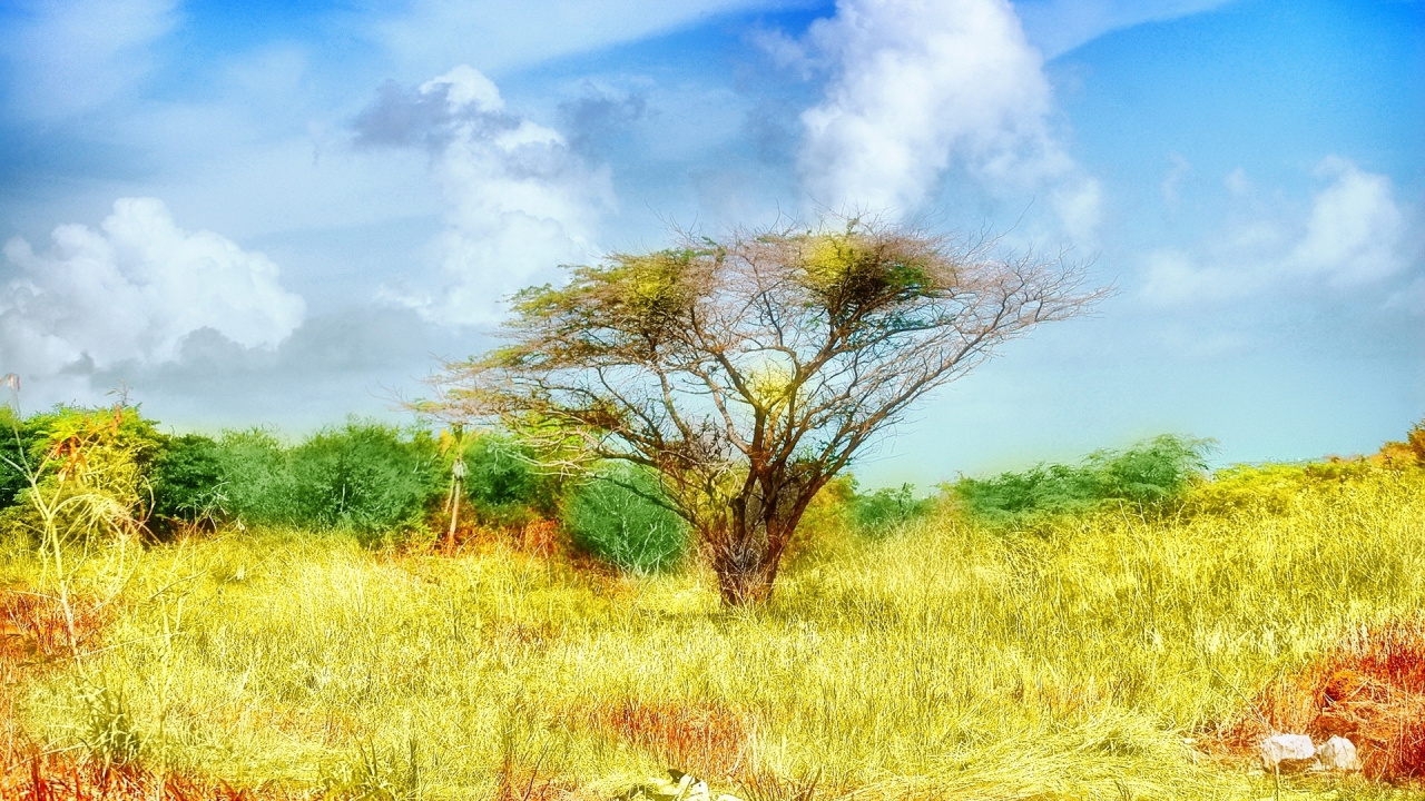Обои природа, Саванна, растительность, прерия, экосистема в разрешении 1280x720