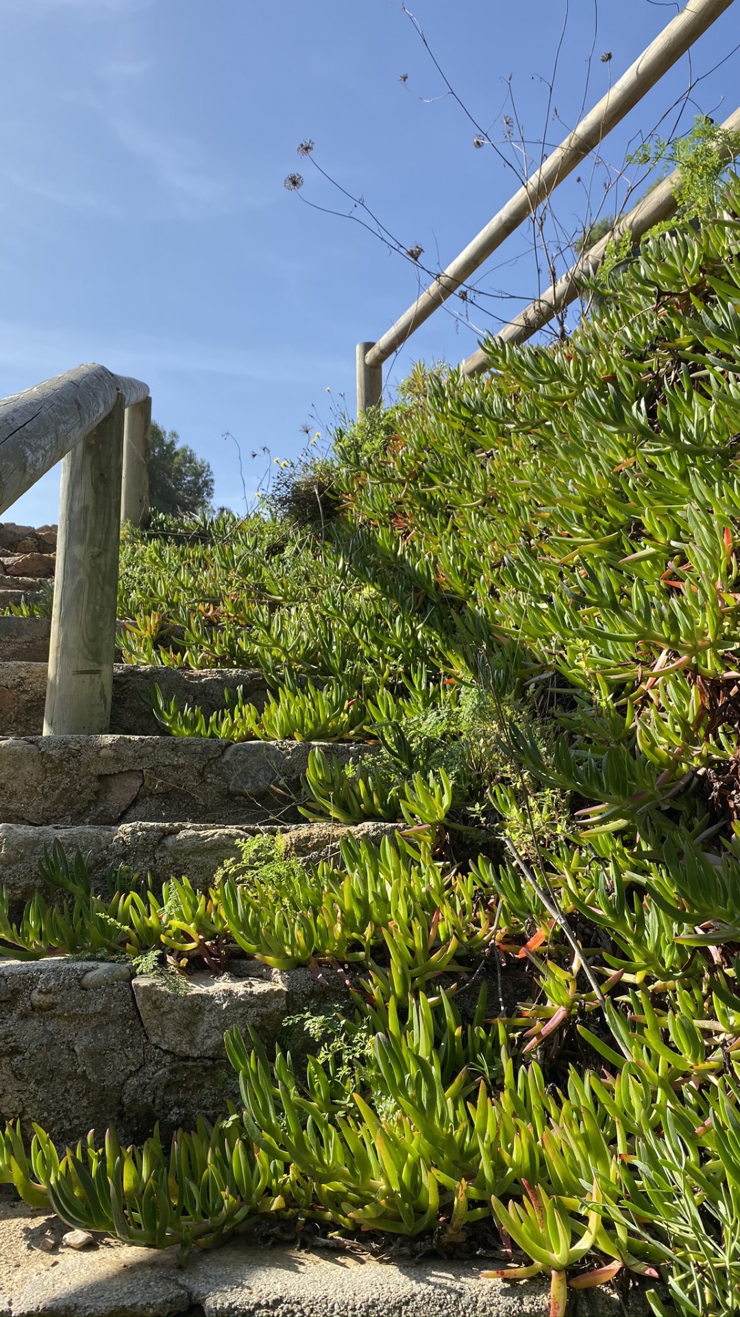 Обои растительность, пейзаж, хвойное дерево в разрешении 1080x1920