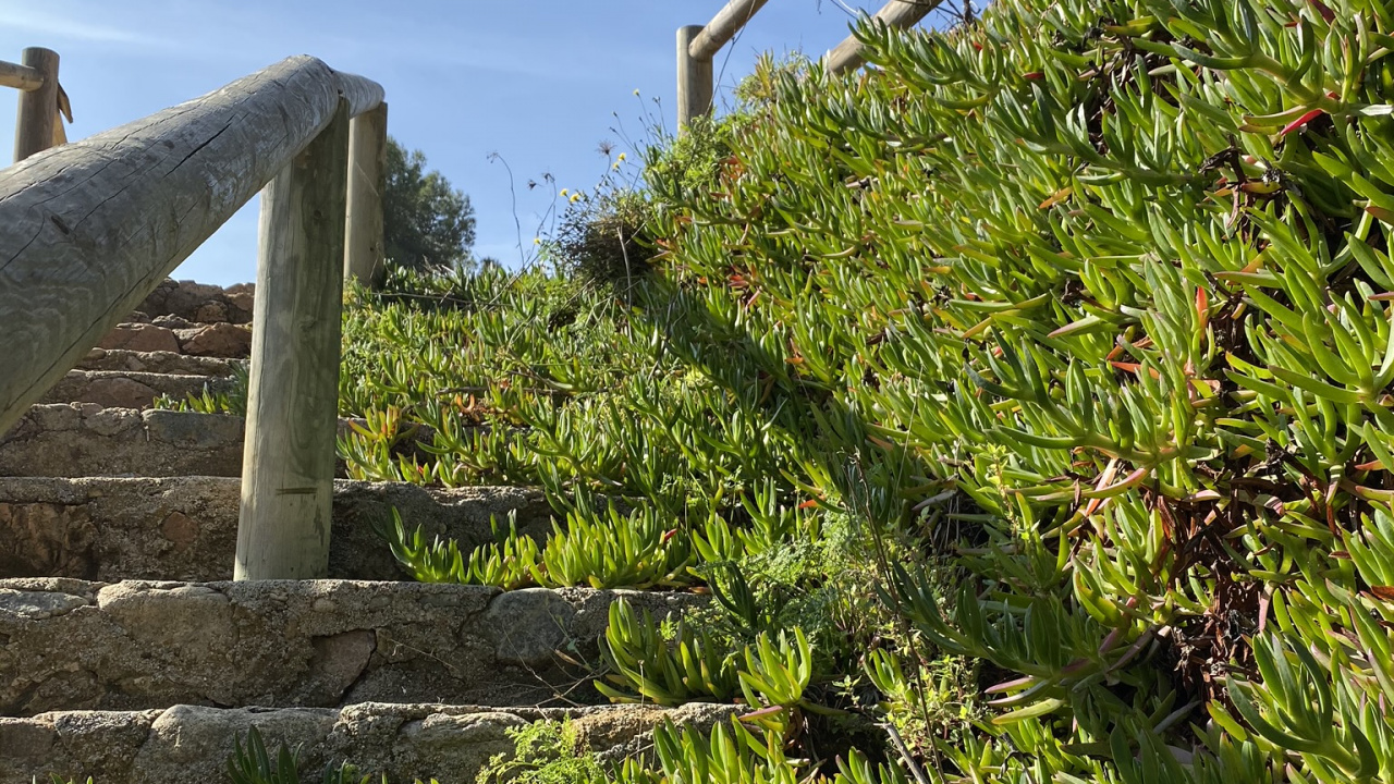 Обои растительность, пейзаж, хвойное дерево в разрешении 1280x720