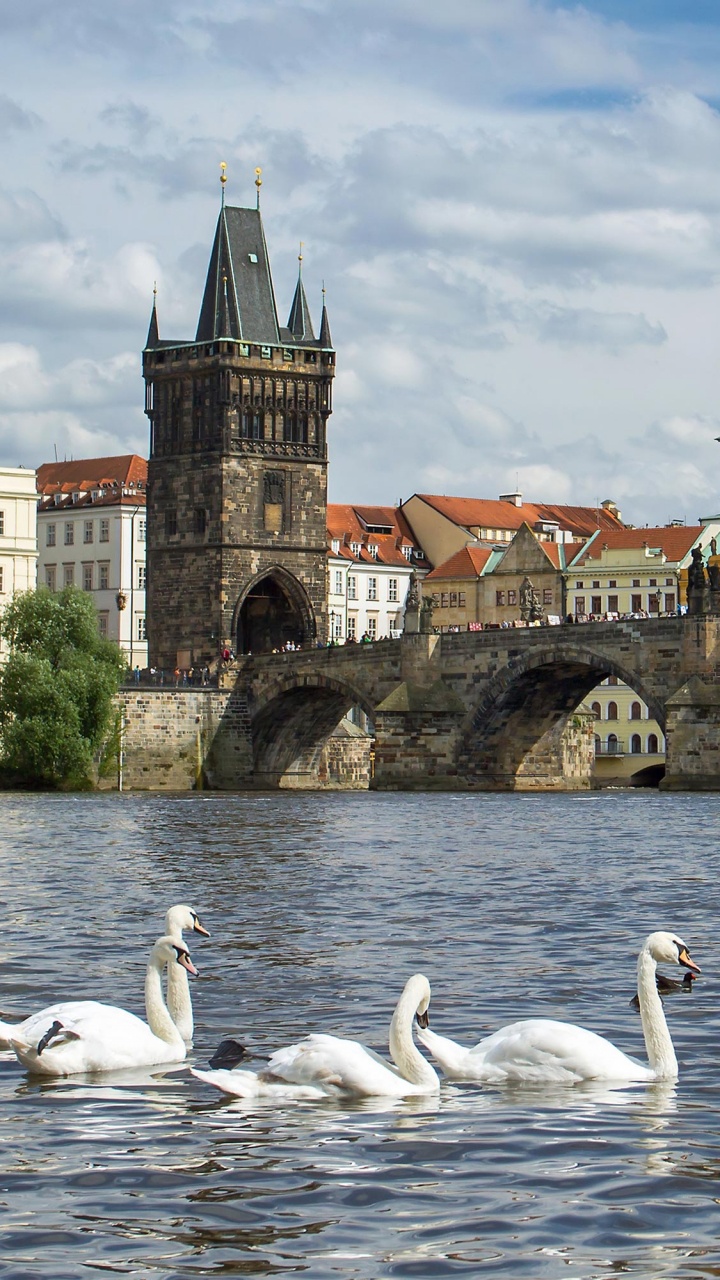 Обои Карлов мост, мост, птица, водоплавающие птицы, вода в разрешении 720x1280