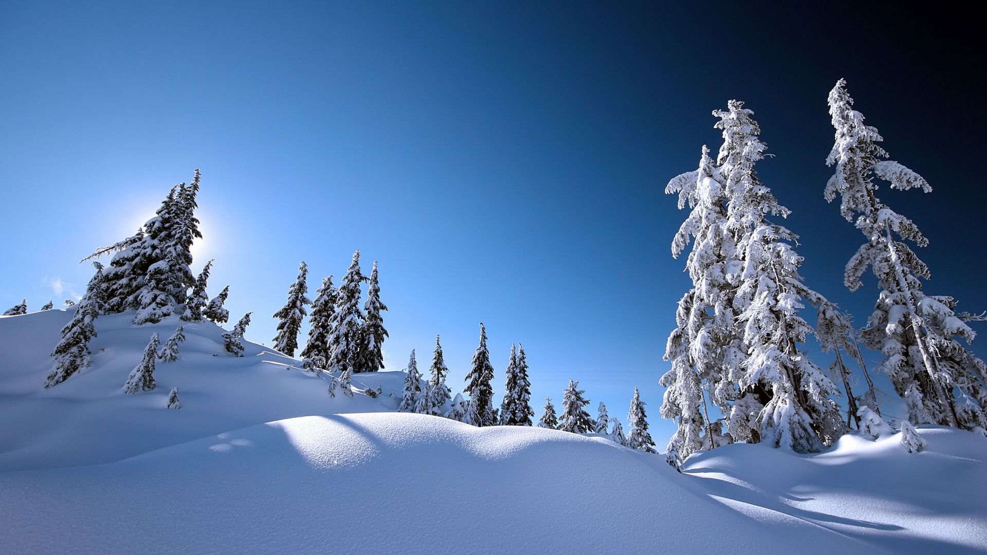 Обои снег, зима, дерево, замораживание, мороз в разрешении 1920x1080