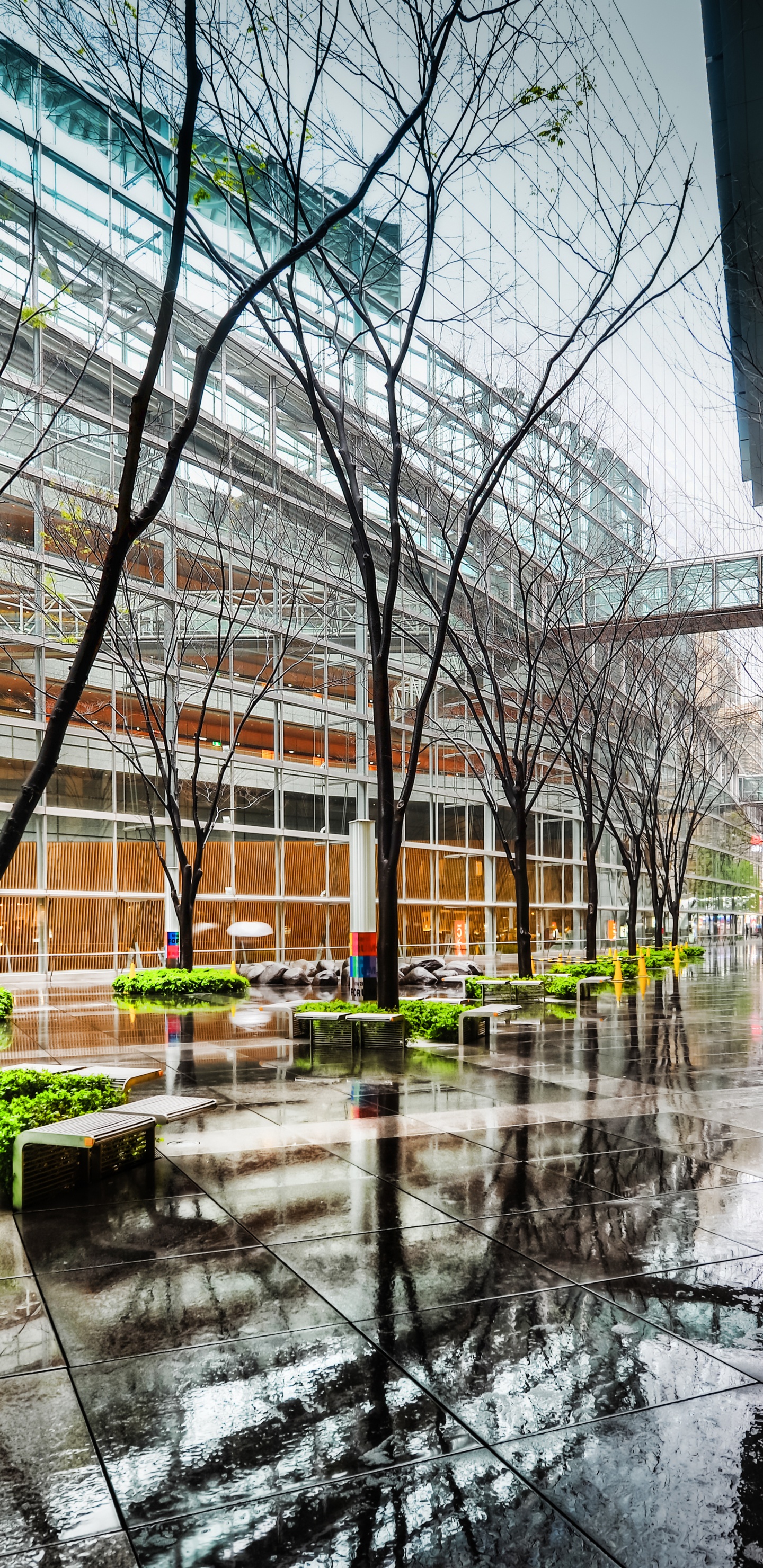 Обои отражение, архитектура, здание, городской район, дерево в разрешении 1440x2960