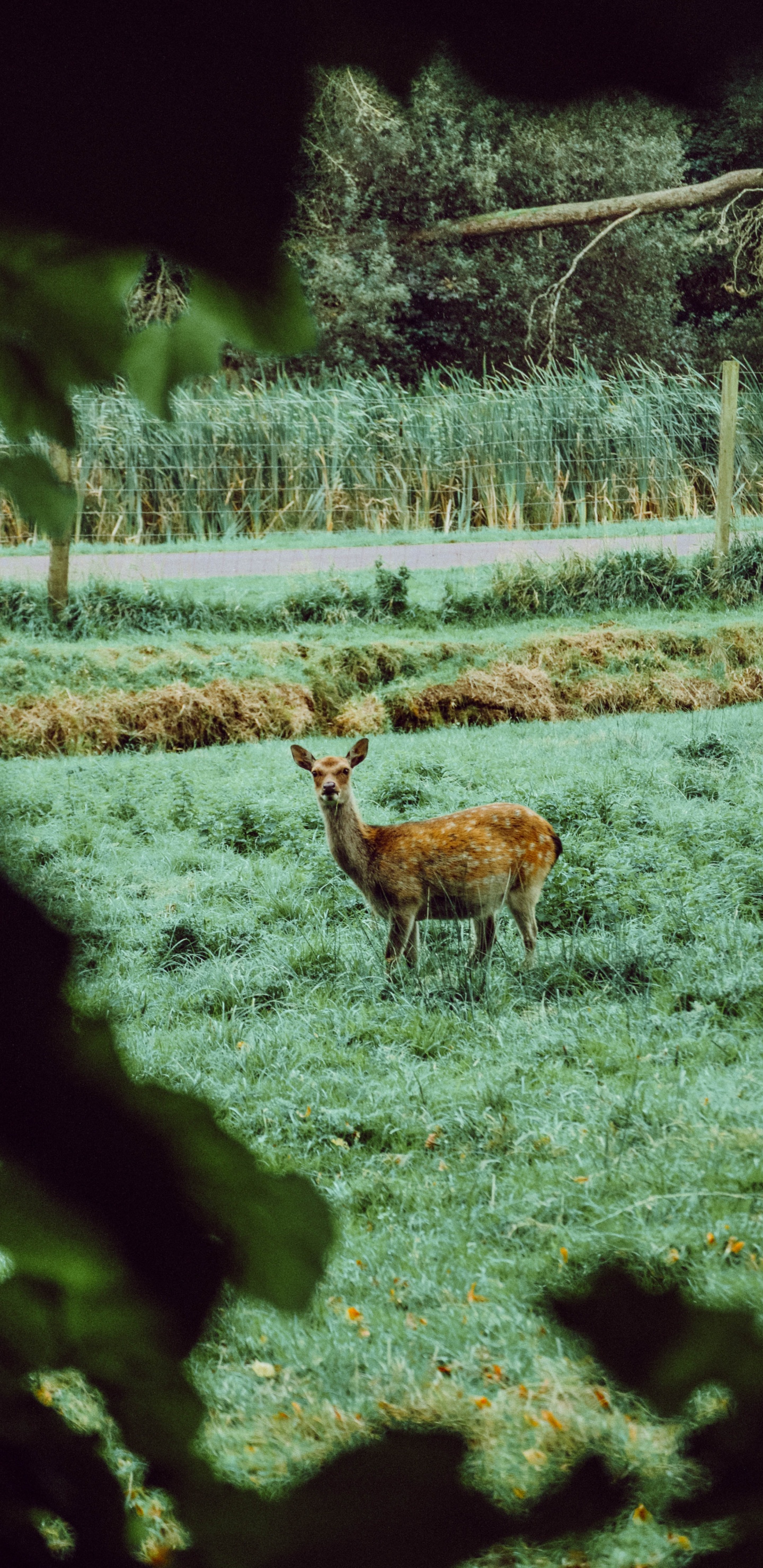 Обои зеленый, семейство травы, Корк, адаптация, пастбище в разрешении 1440x2960
