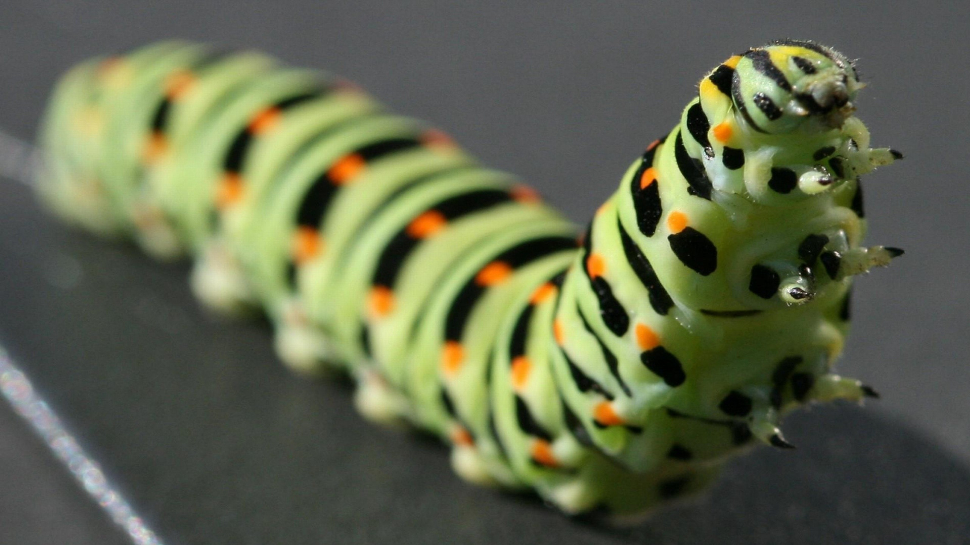 Обои насекомое, личинка, мотыльки и бабочки, бабочка, опылитель в разрешении 1920x1080