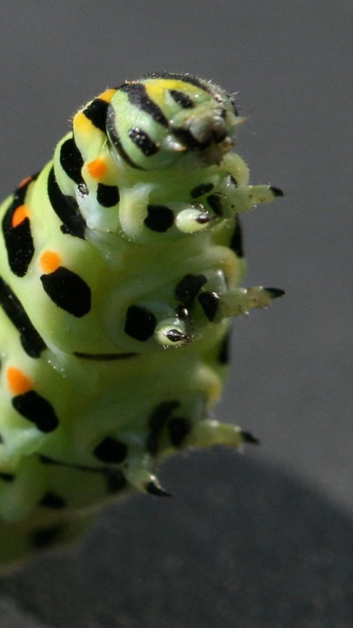 Обои насекомое, личинка, мотыльки и бабочки, бабочка, опылитель в разрешении 720x1280